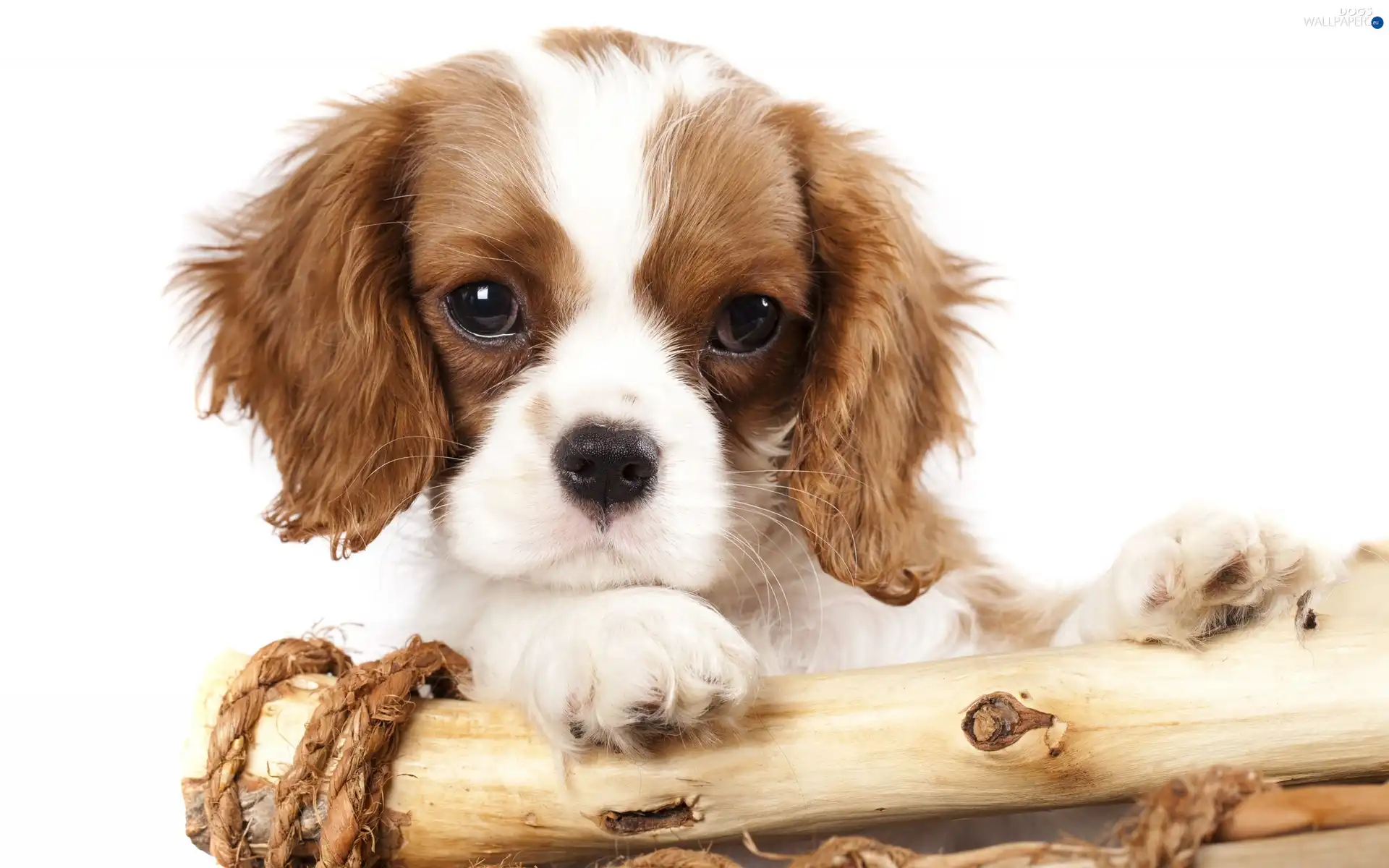 Puppy, Cocker, dog