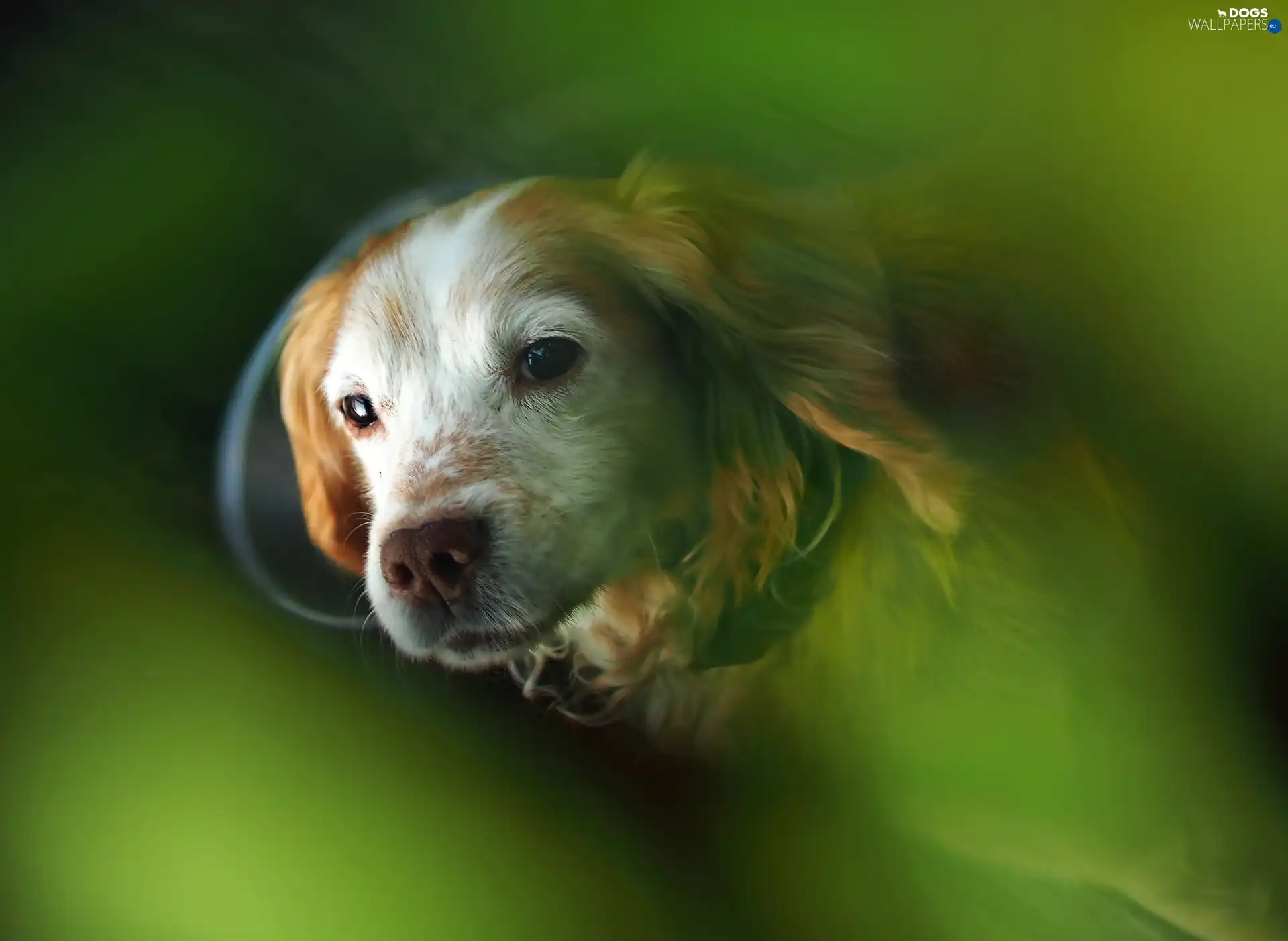 rapprochement, Cocker Spaniel