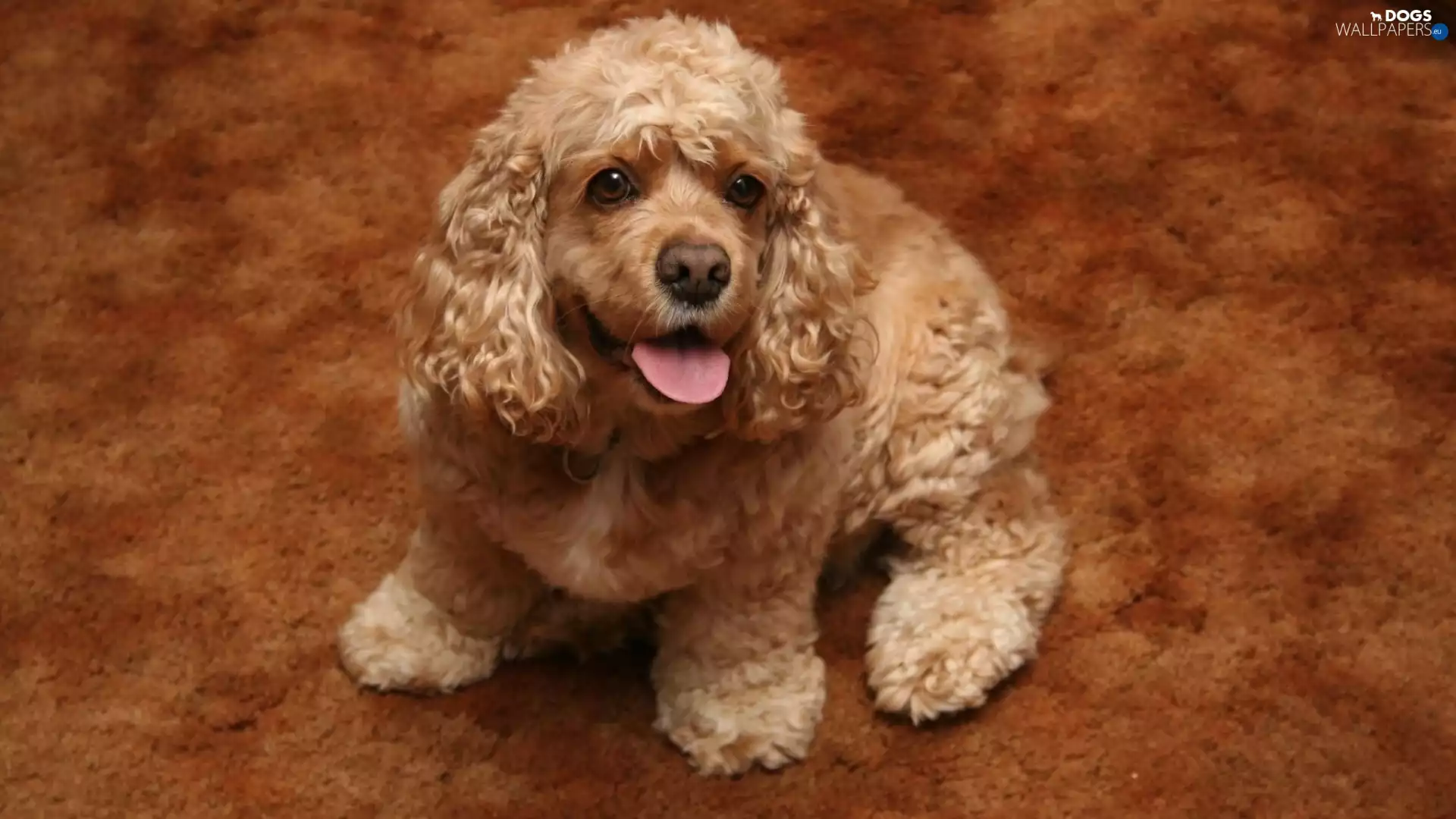 American Cocker Spaniel, honeyed, puppie