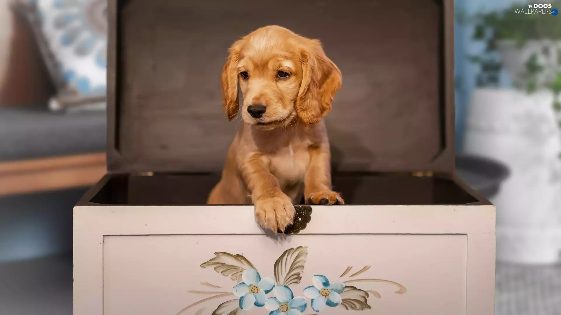 dog, Cocker Spaniel, box, Puppy