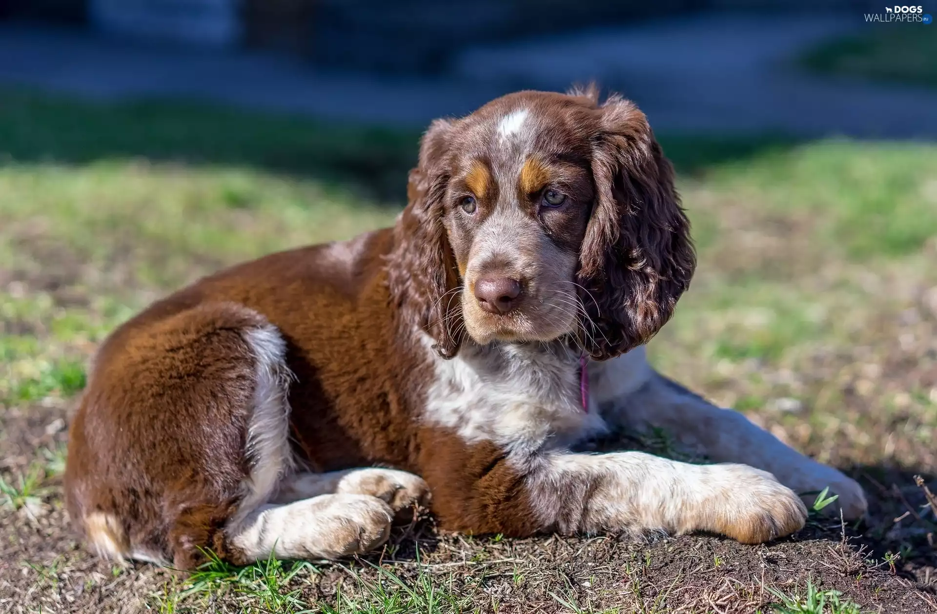 English Cocker Spaniel, dog, Puppy
