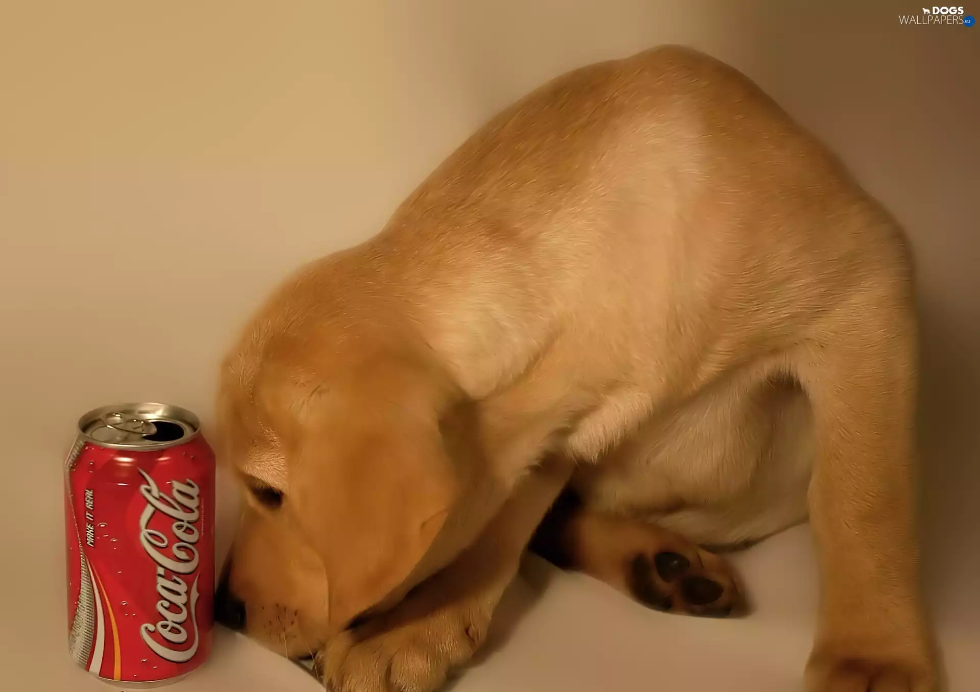 doggy, Can, Coca Coli
