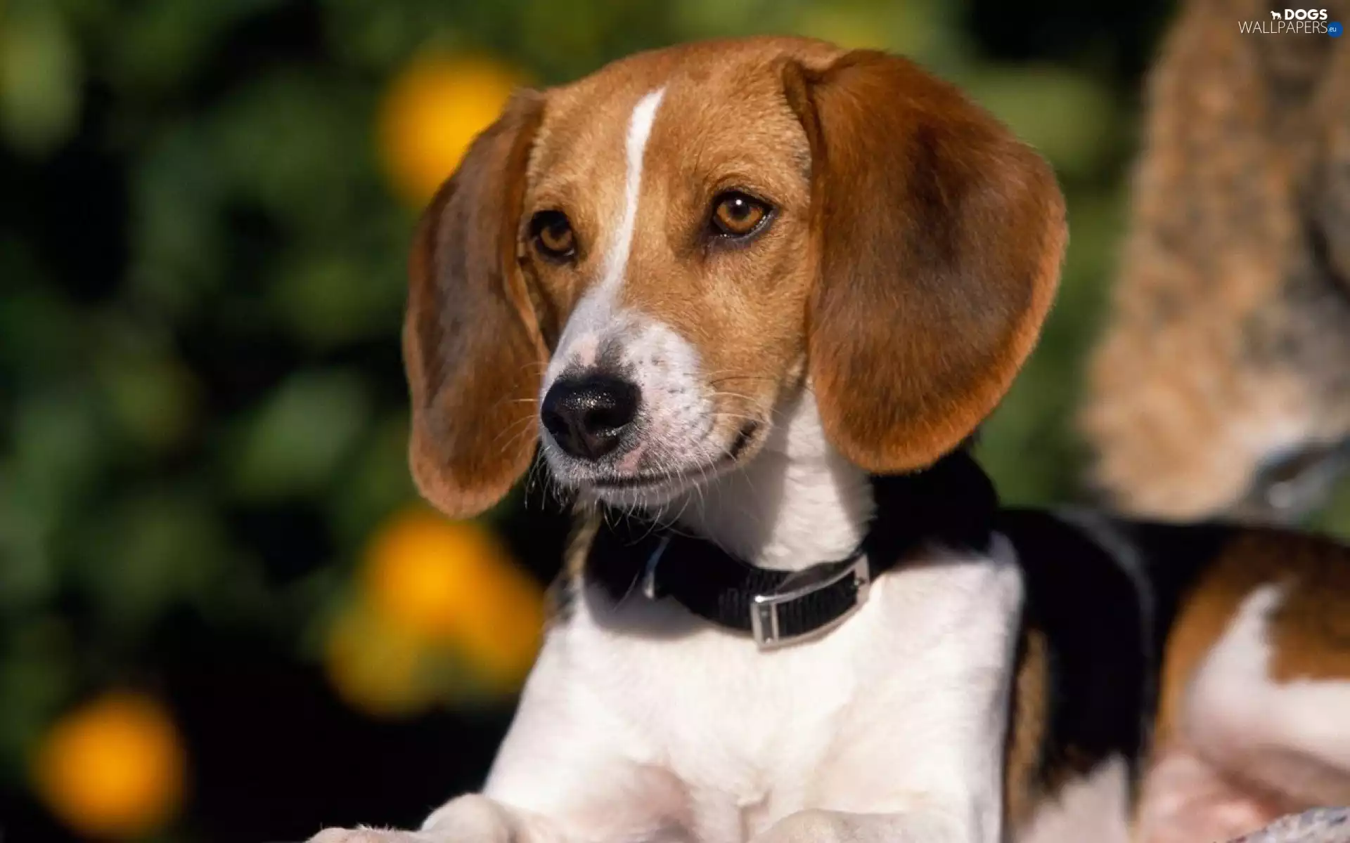 American Foxhound, dog-collar