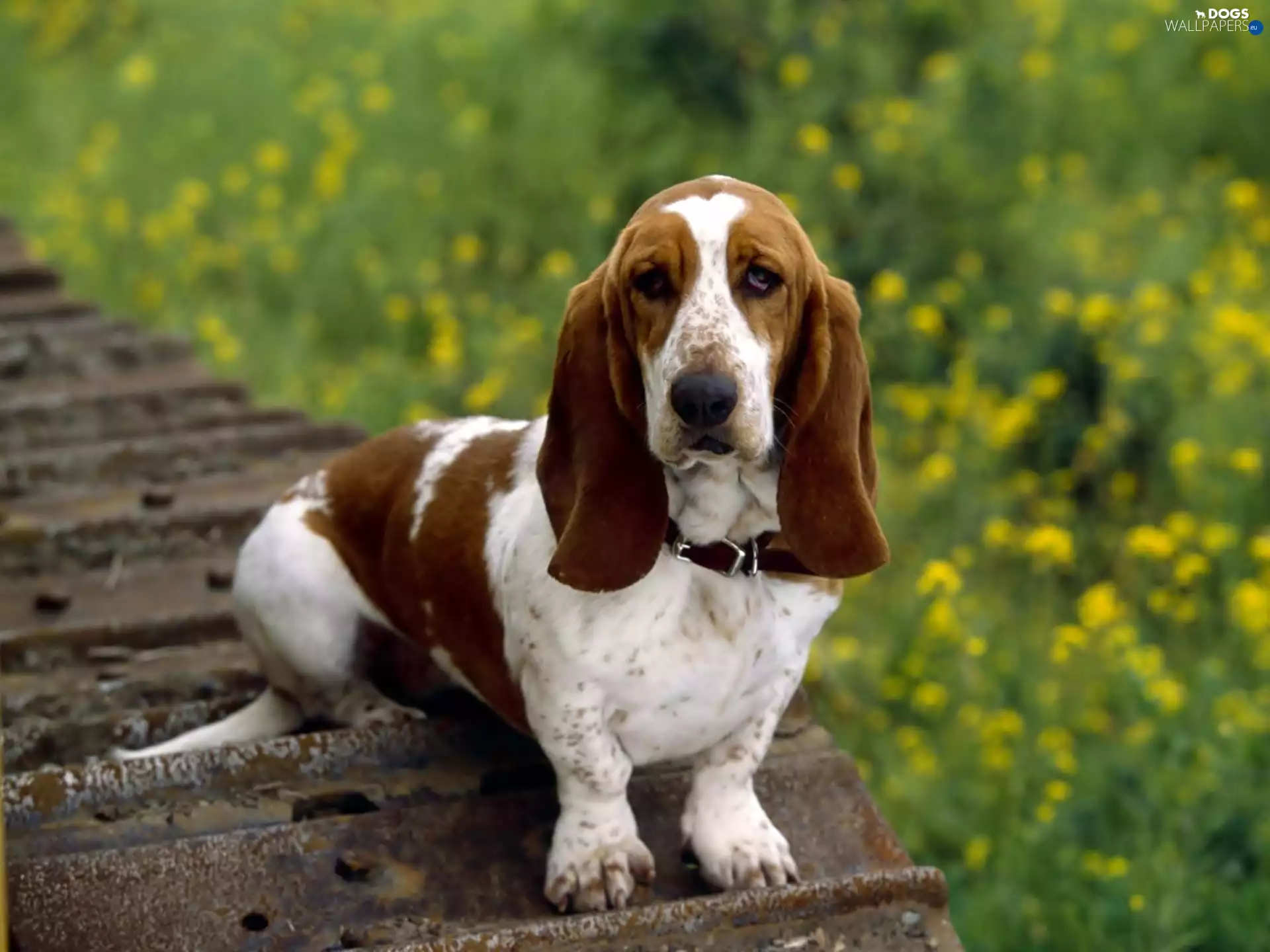 Basset Hound, dog-collar