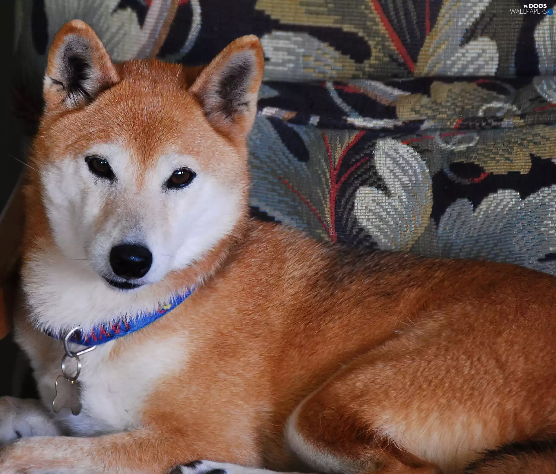 dog-collar, beautiful, Shiba inu