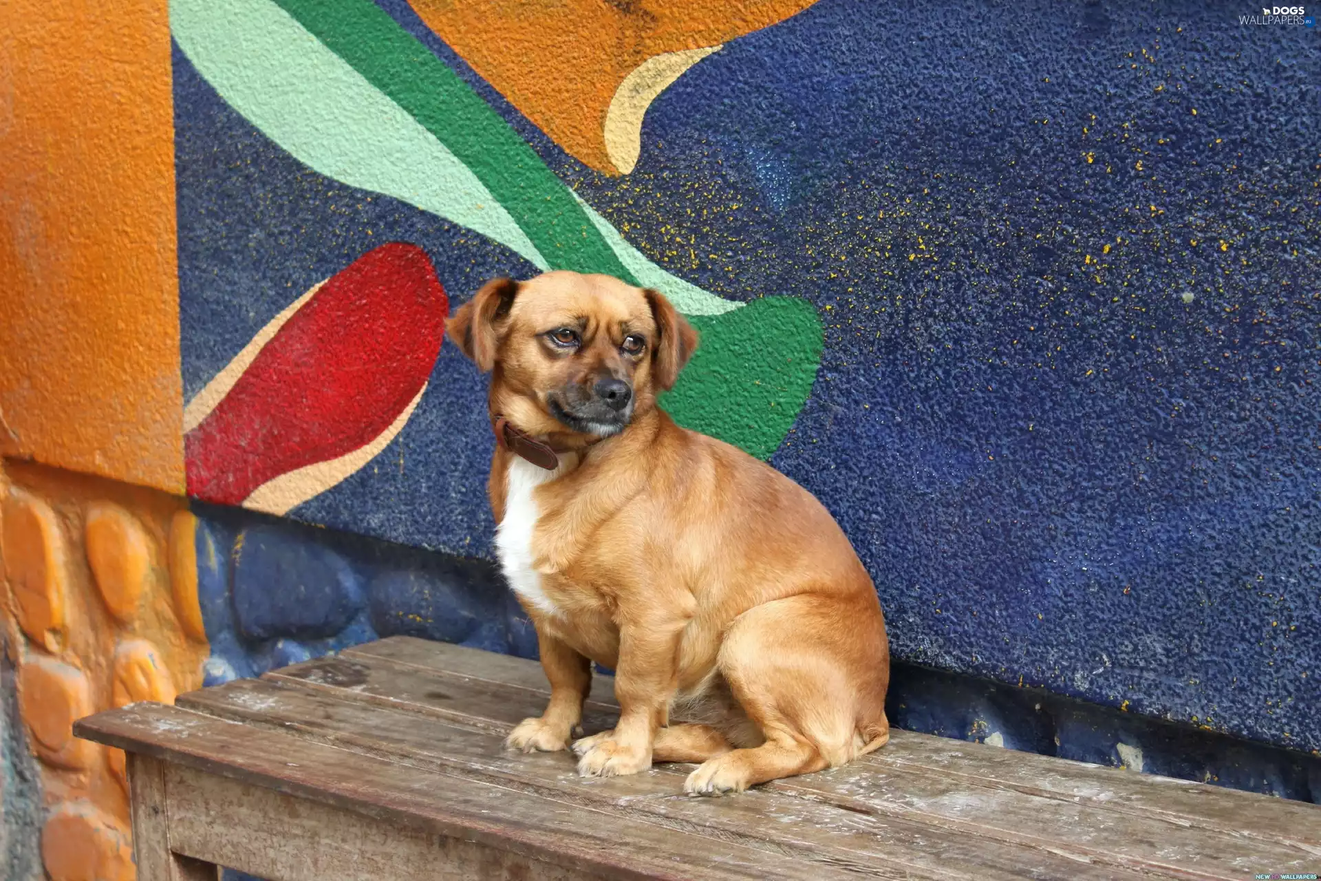 Bench, Puppy, dog-collar