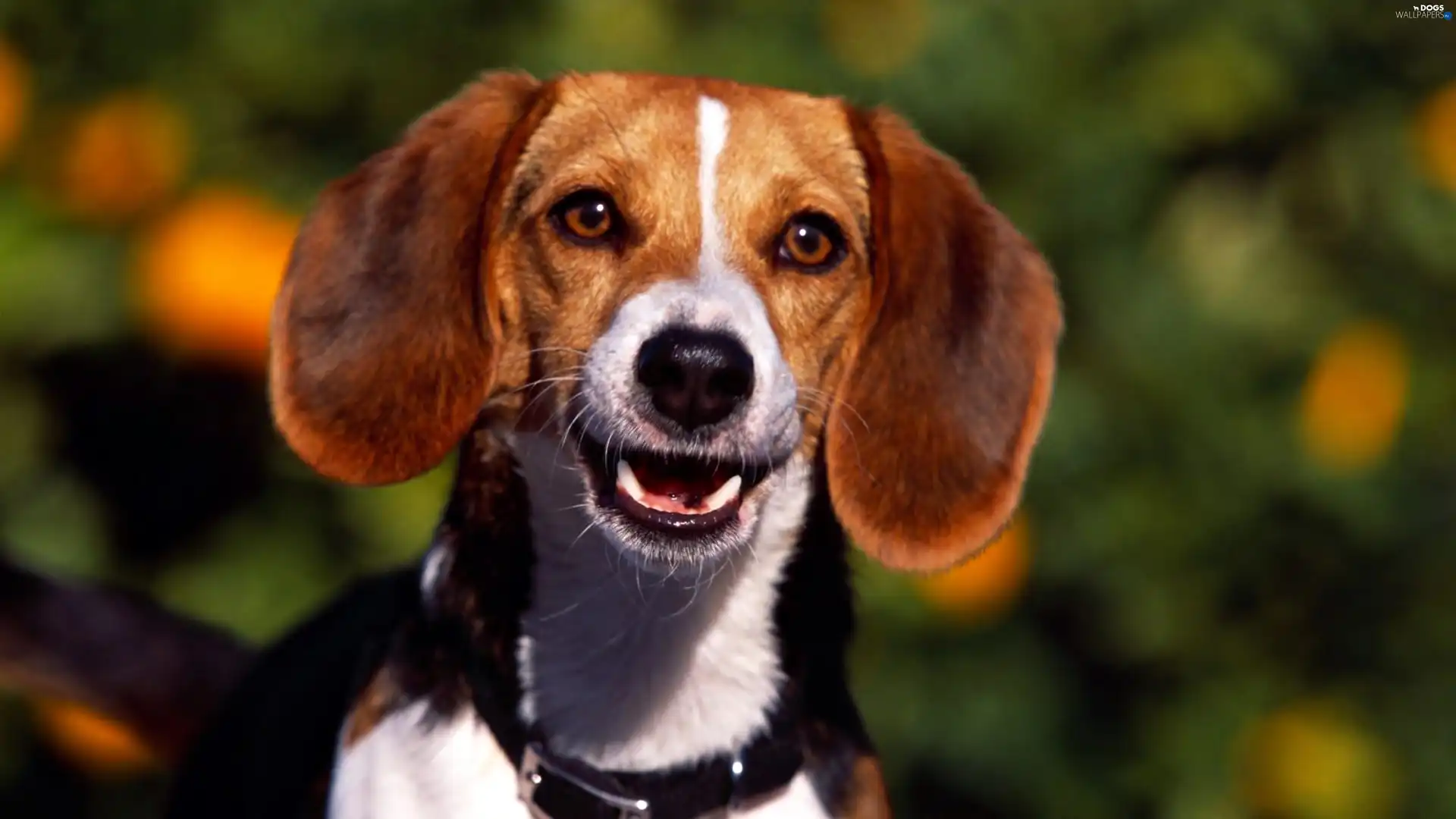 dog-collar, Beagle