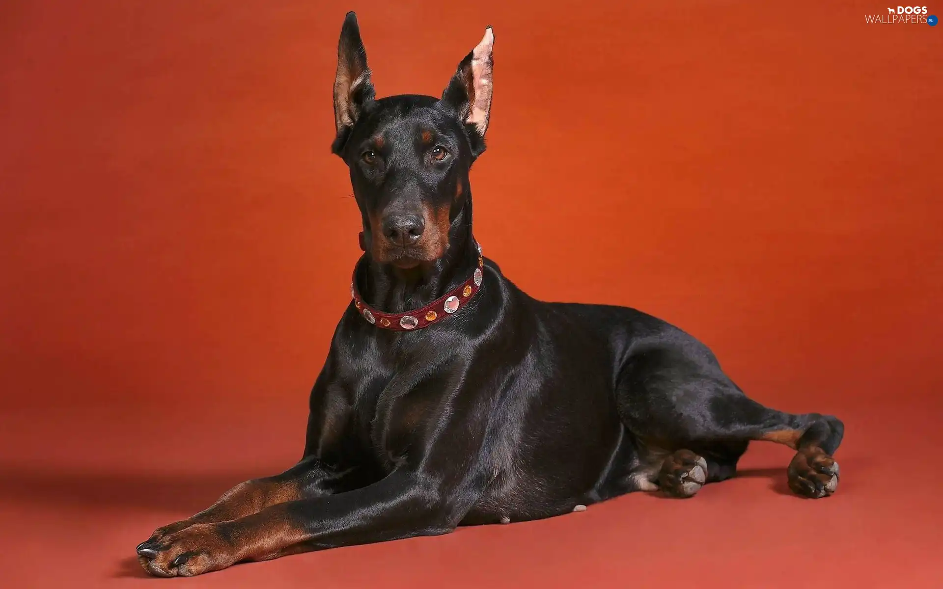dog-collar, Doberman
