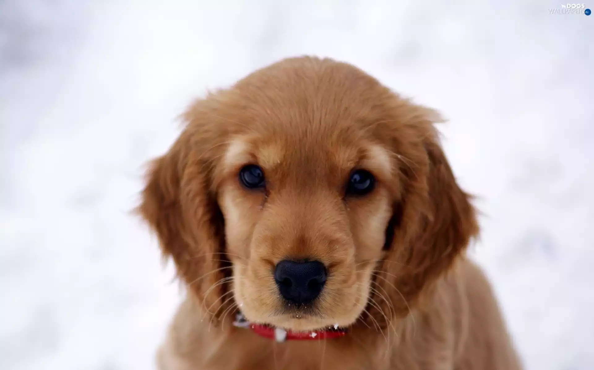 dog-collar, dog, red hot