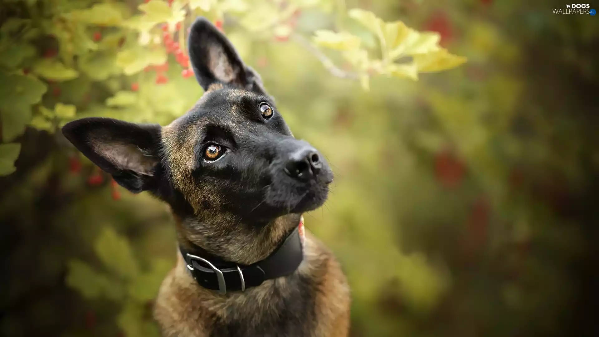 dog, muzzle, dog-collar, Belgian Shepherd Malinois