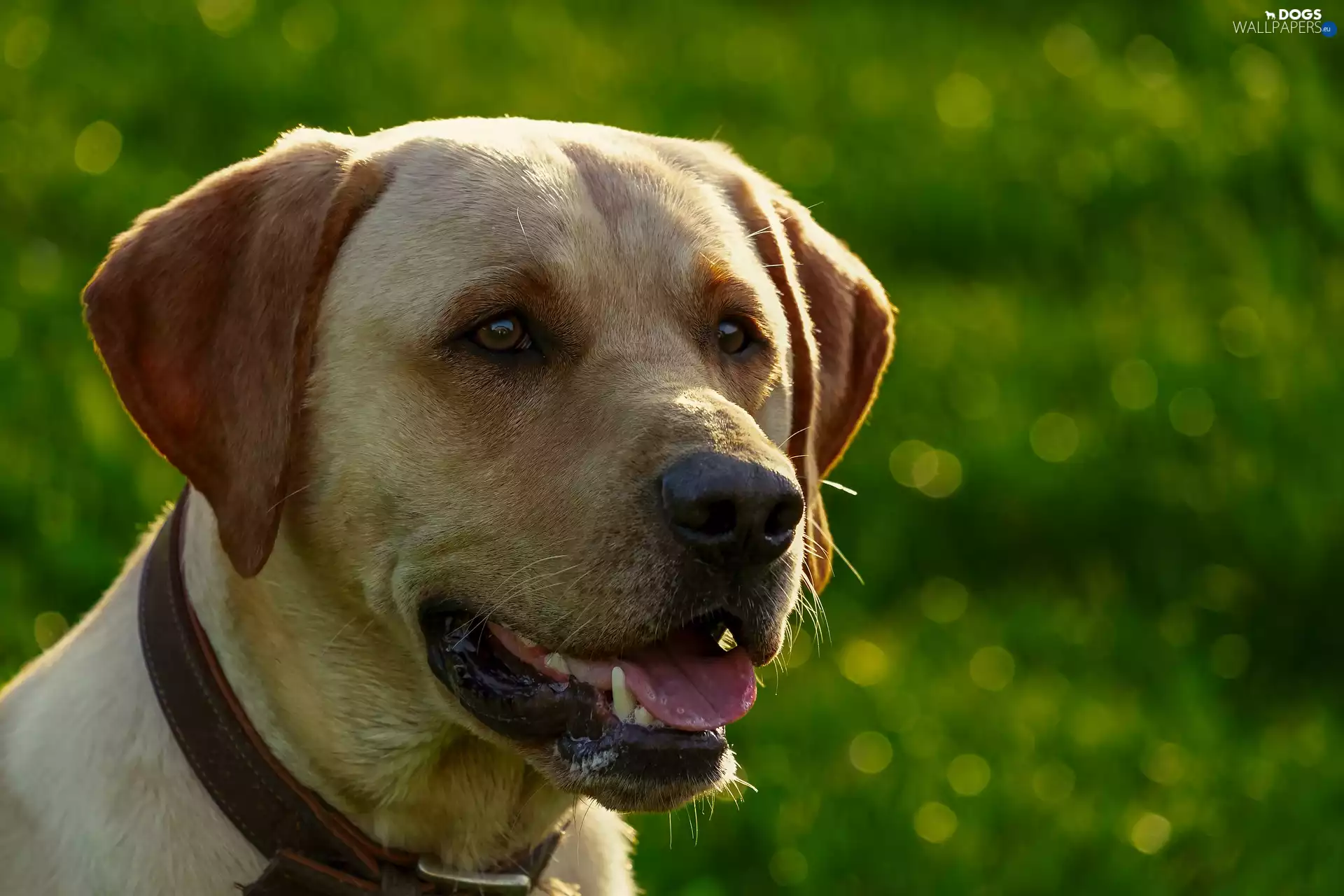 dog-collar, dog, Labrador Retriever