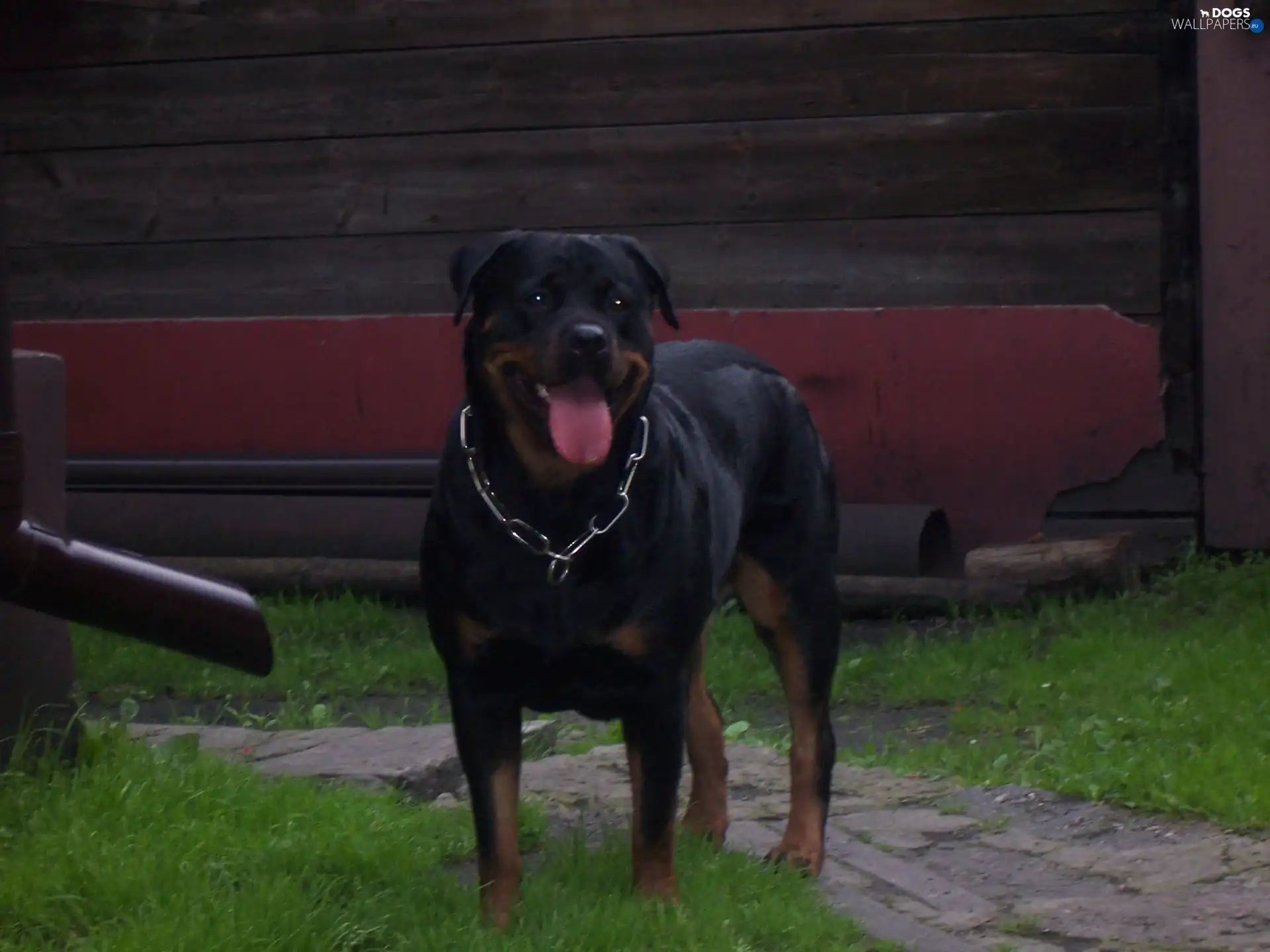 dog-collar, Rottweiler