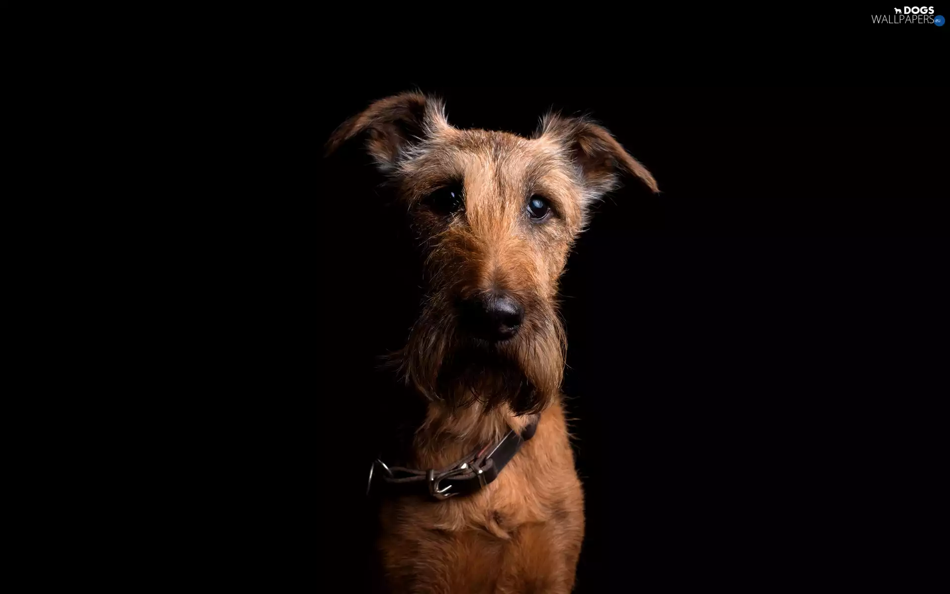 dog-collar, dog, Irish Terrier