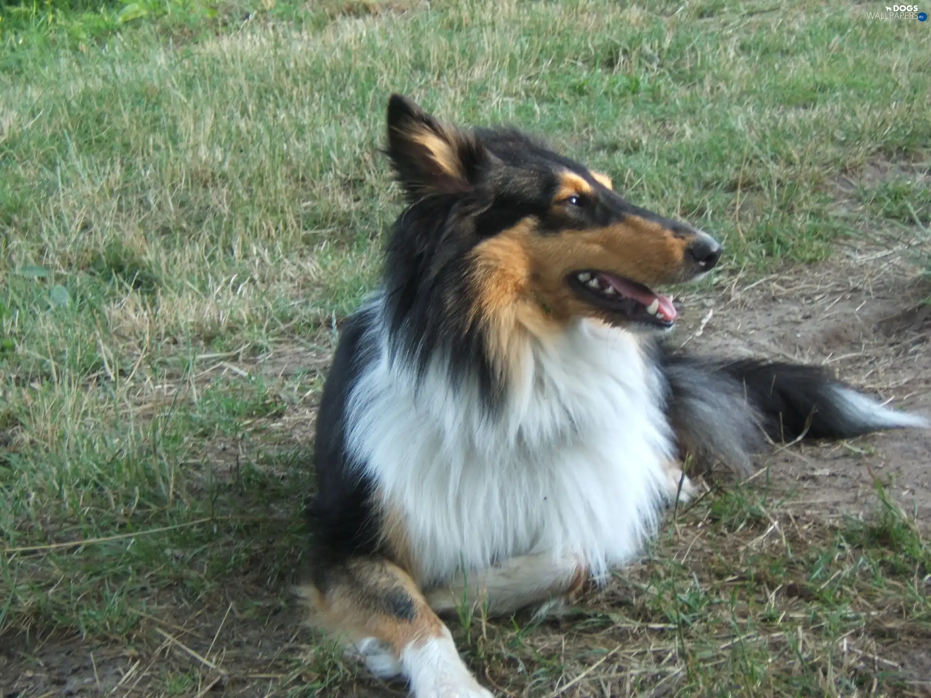 collar, White, dog, Collie
