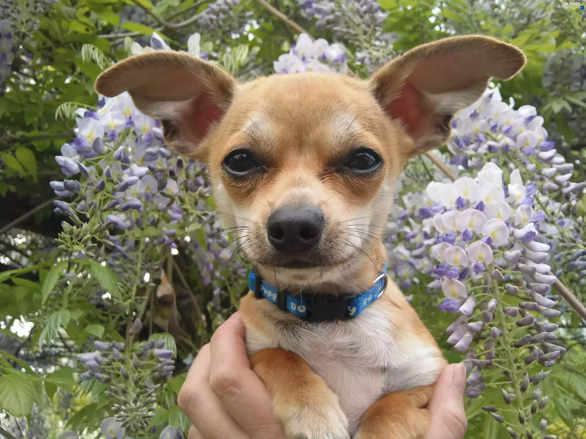 Flowers, Chihuahua, dog-collar