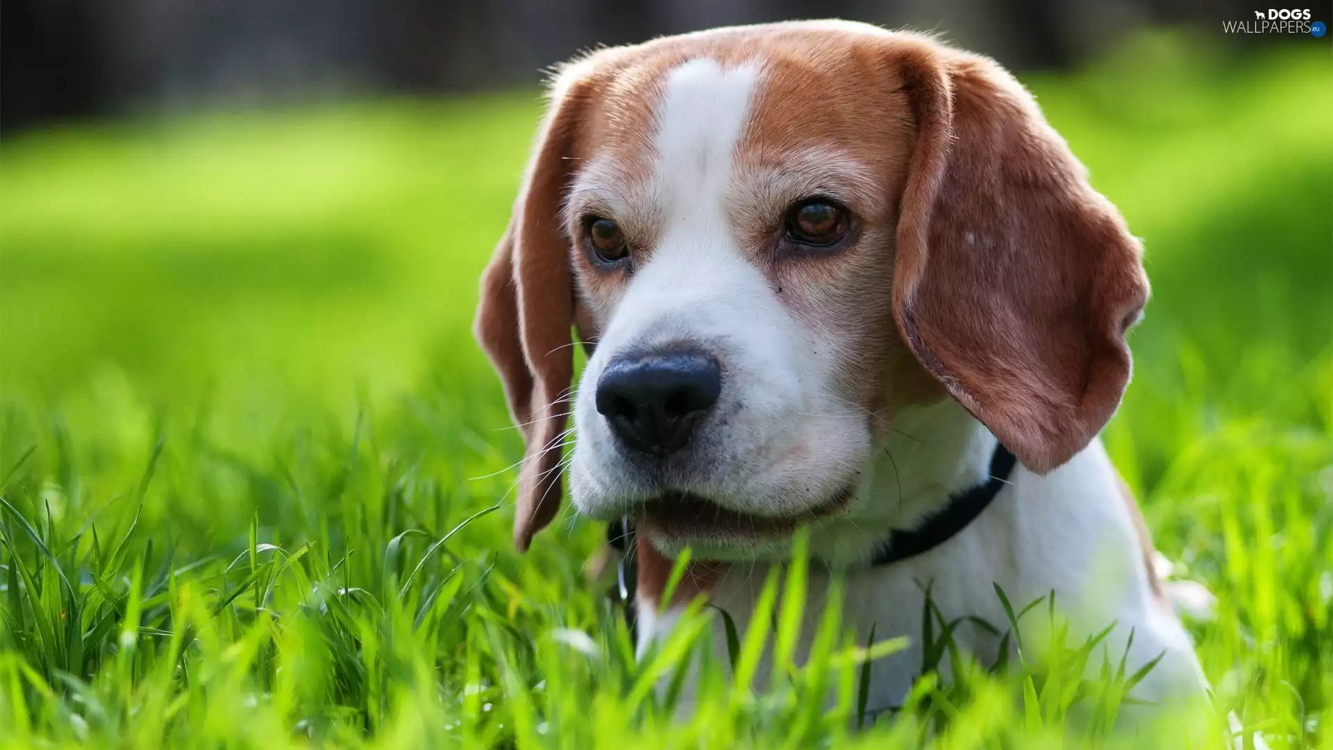 grass, Beagle, dog-collar