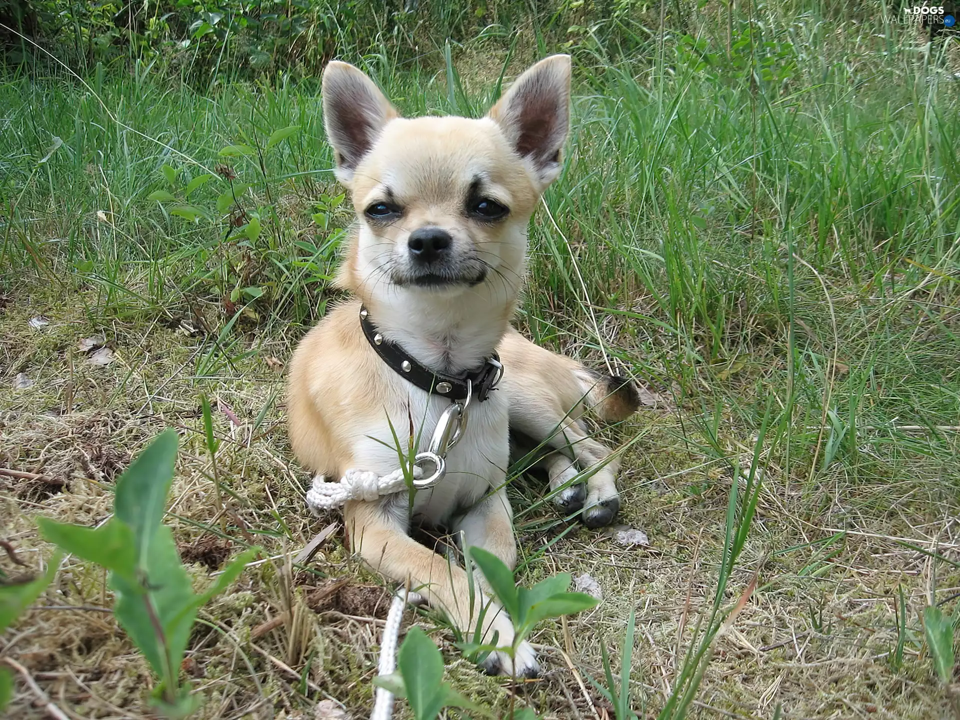 grass, Chihuahua, dog-collar