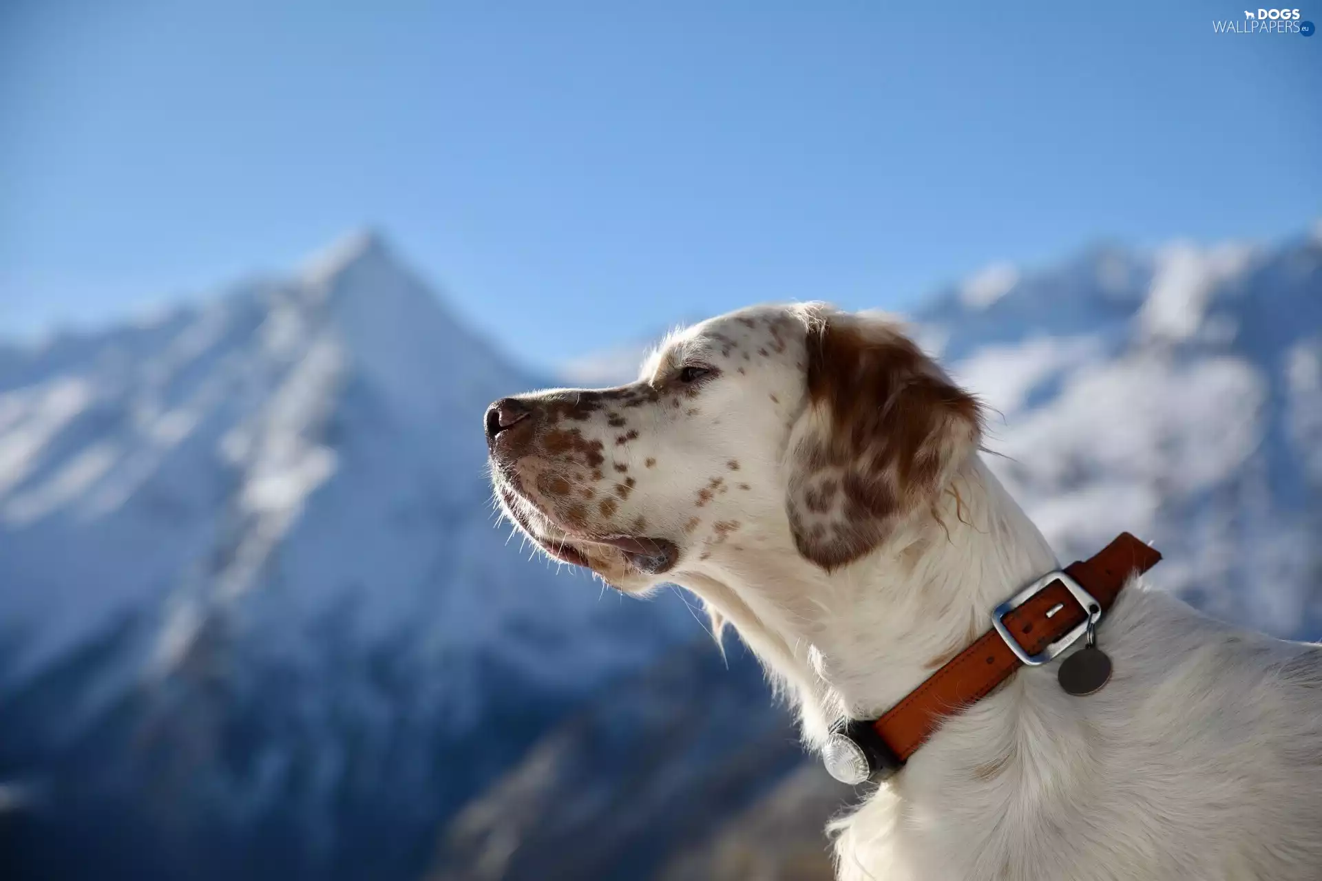 English Setter, dog-collar, Mountains, Head