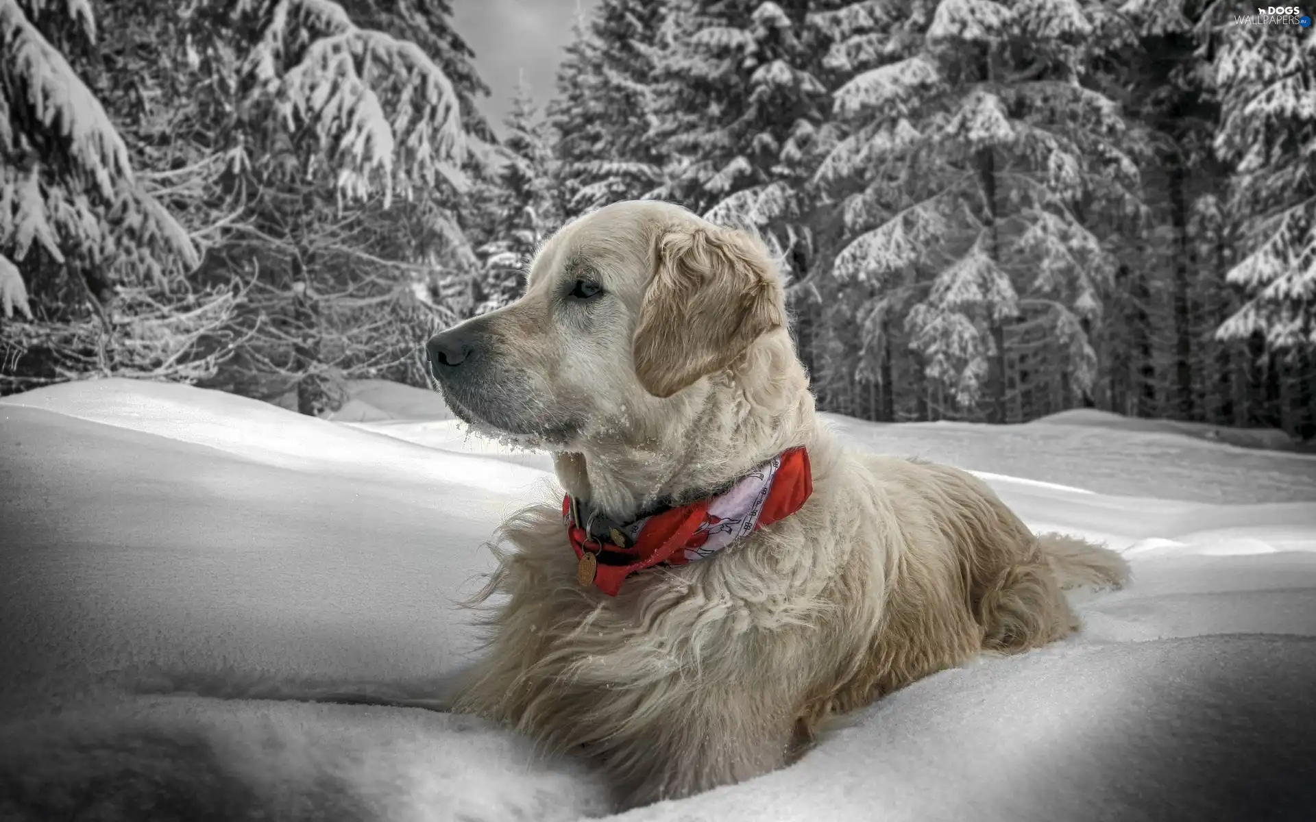 dog-collar, snow, dog, winter, Golden Retriever, many