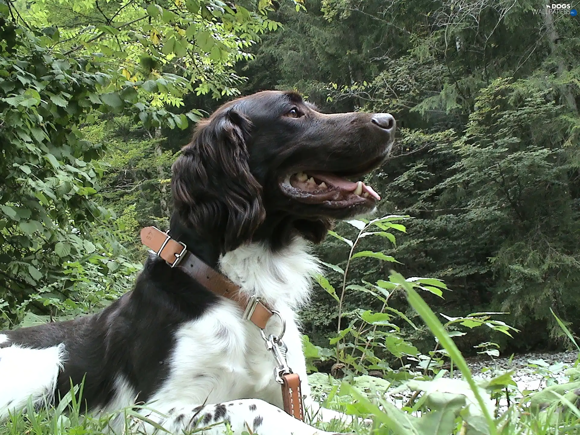 dog-collar, Leather, Pointer Munsterlandzki Large, Large Munsterlander