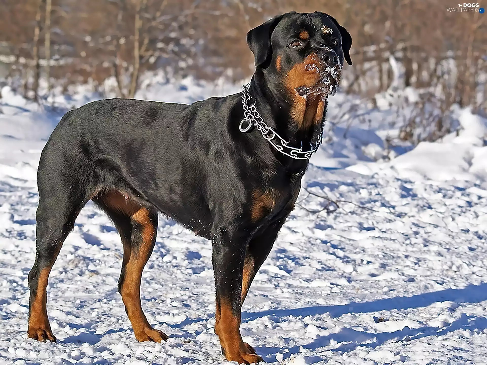 Rottweiler, snow, dog-collar