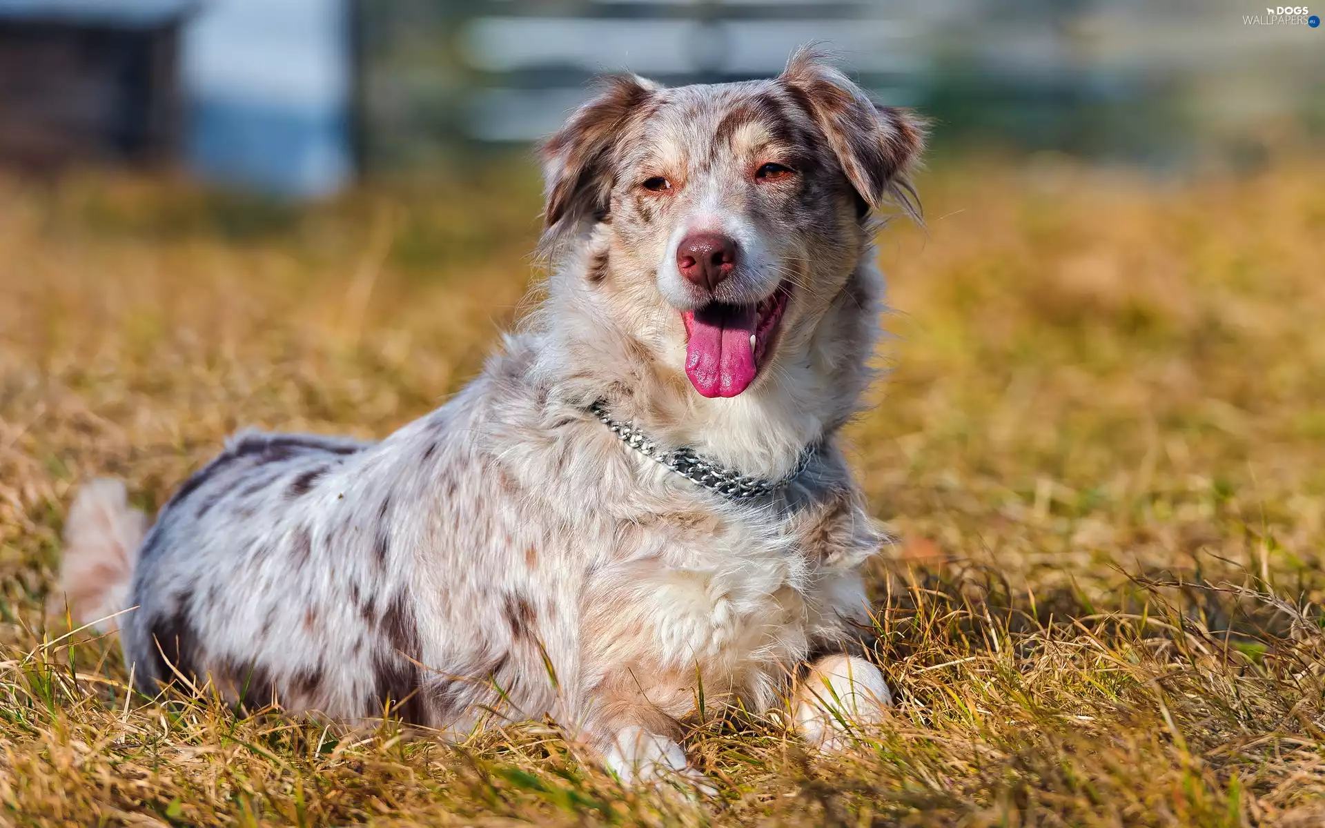 dog, Tounge, dog-collar, Australian Shepherd