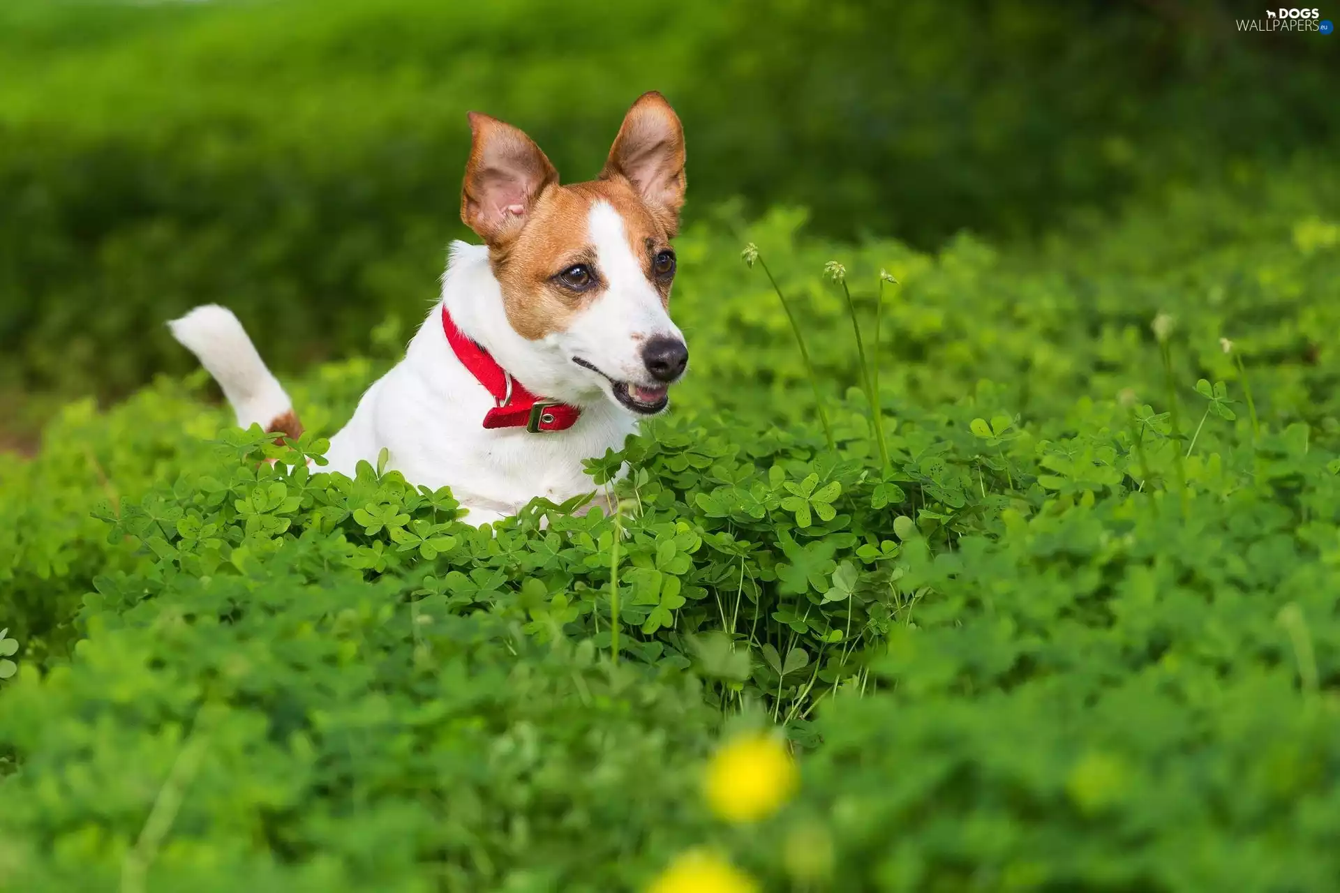 trefoil, doggy, dog-collar