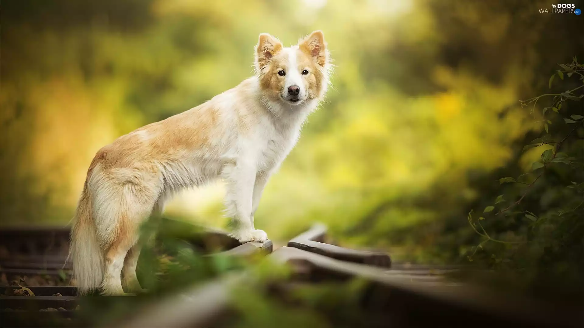 ##, dog, Border Collie