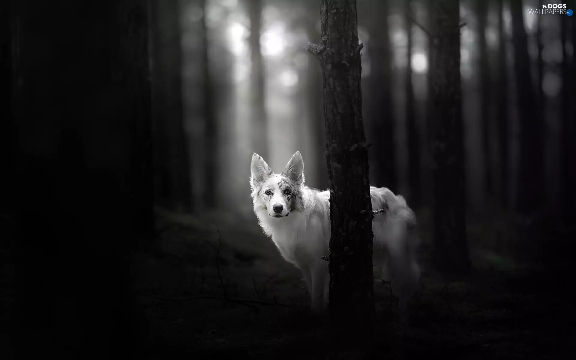 forest, Black and white, trees, viewes, Border Collie