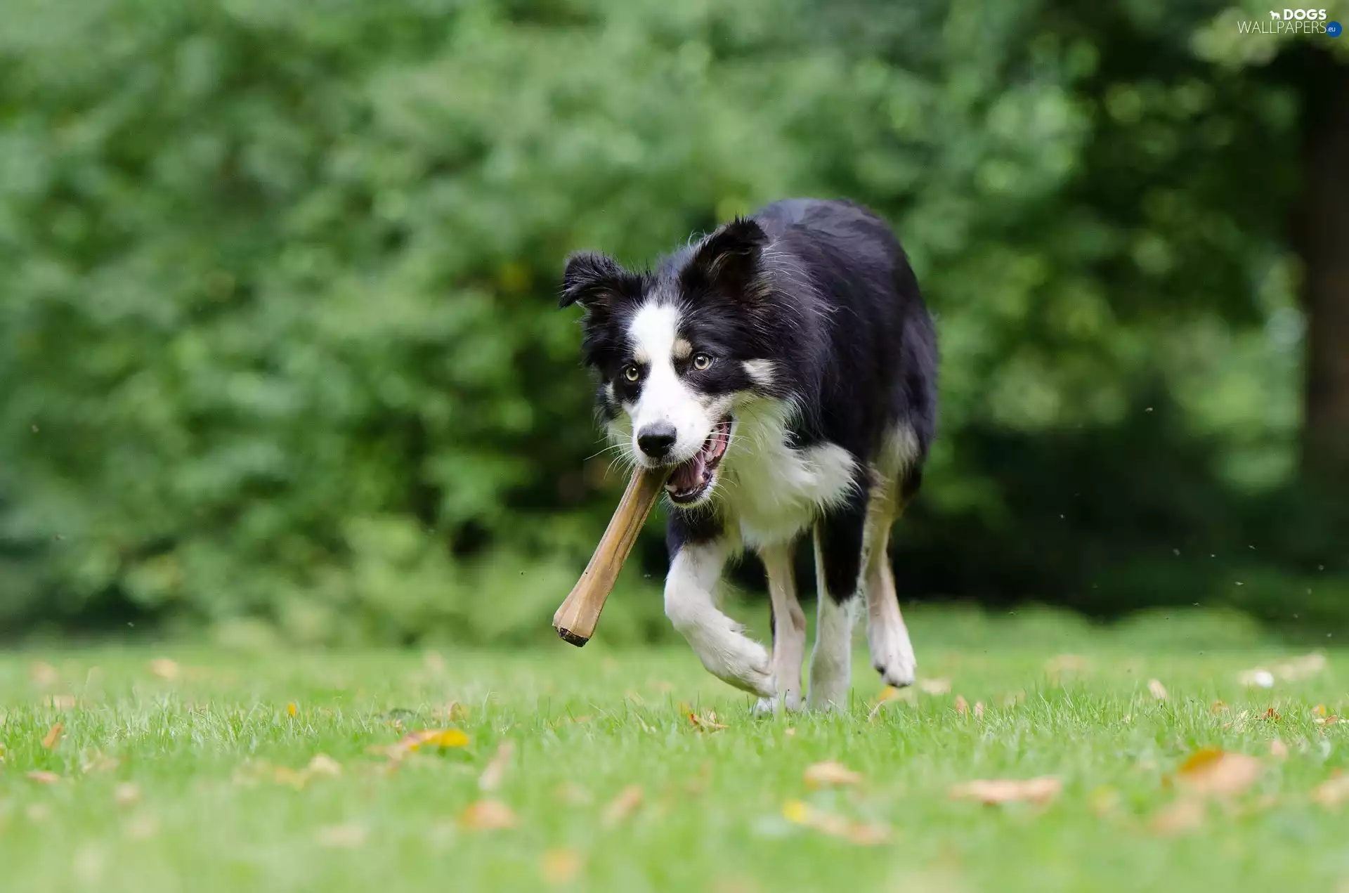 Border Collie, apport, Meadow, gear