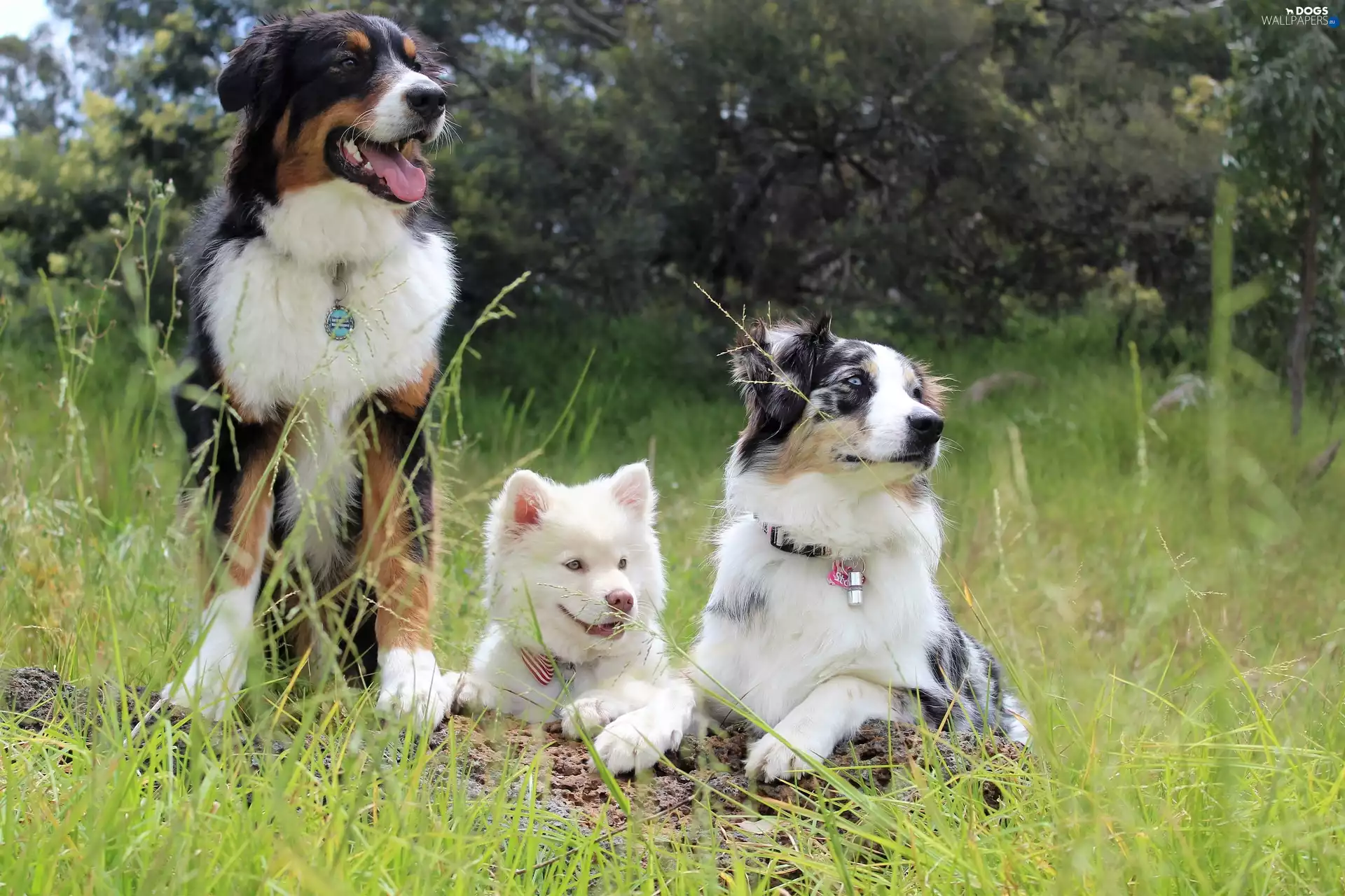 Three, Dogs, Australian Shepherd, Finnish Lapphund, Border Collie