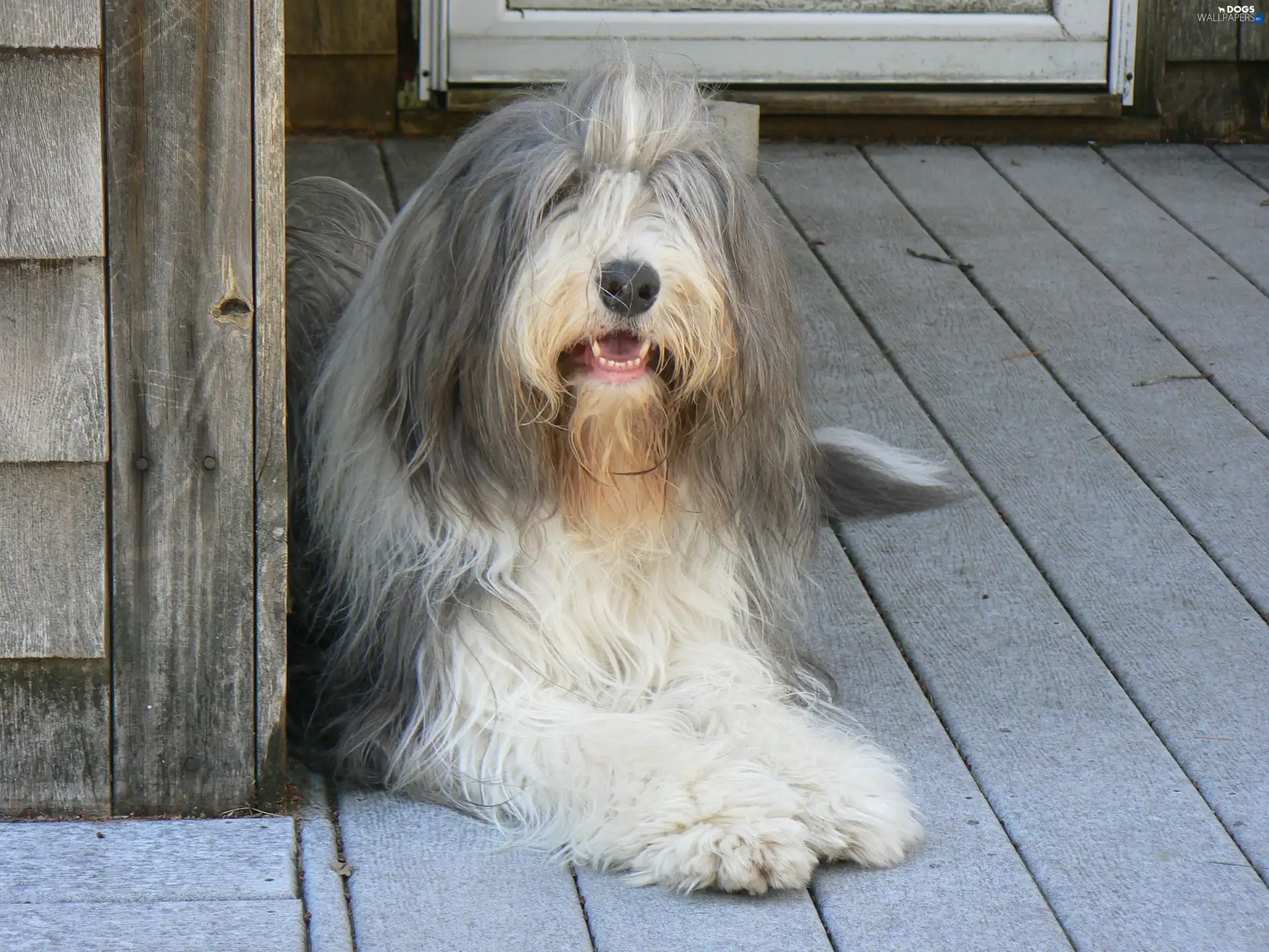 Bearded collie, Big