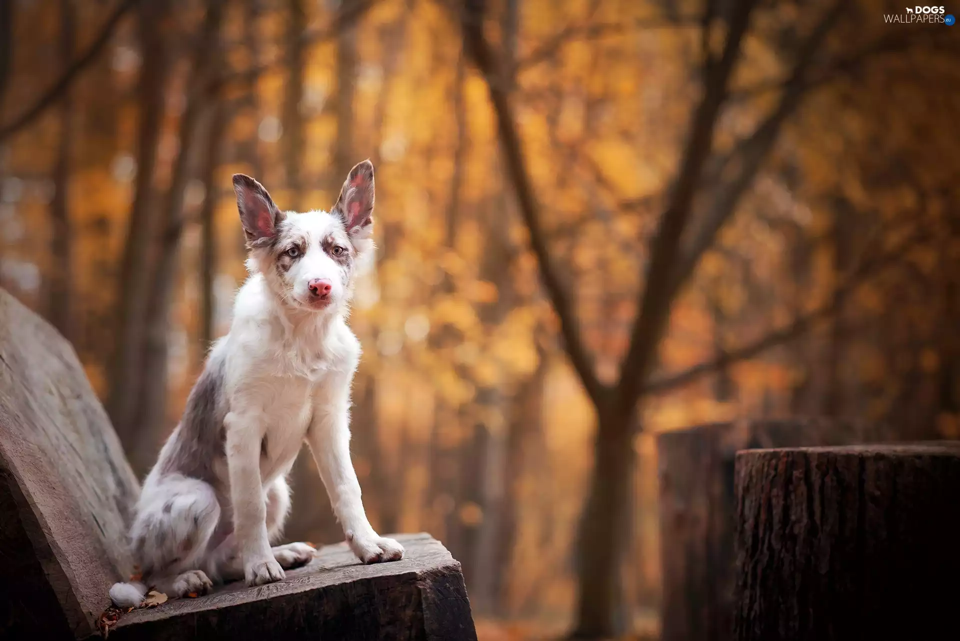 Bench, young, Border Collie