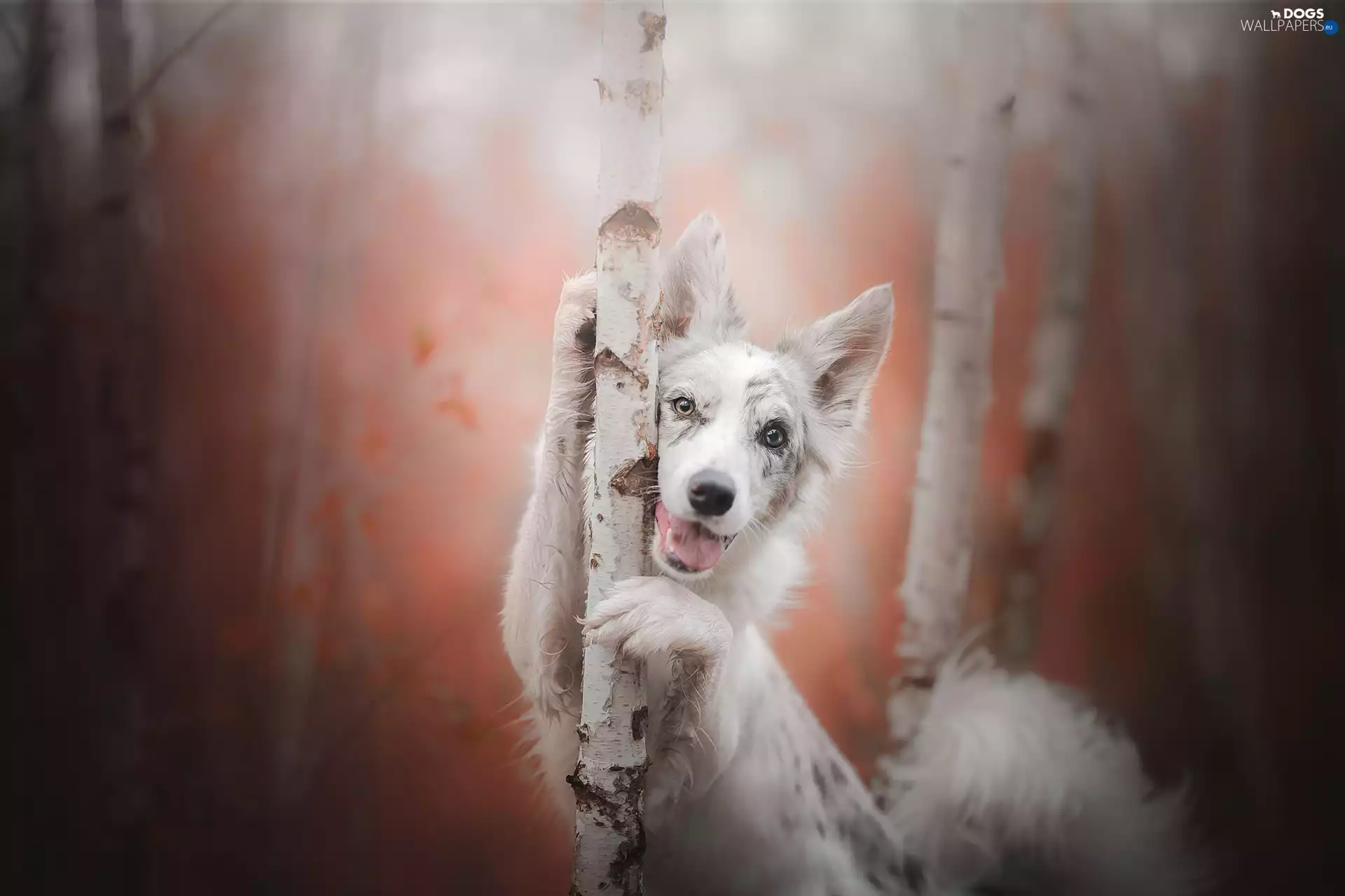 birch, dog, Border Collie
