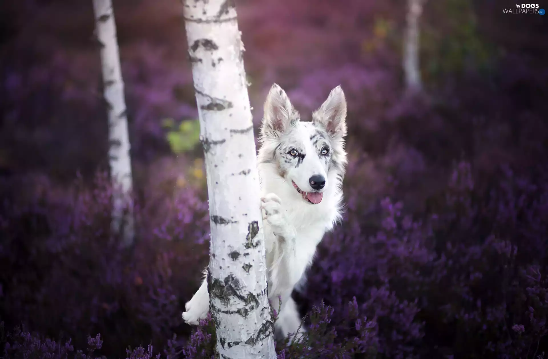 Border Collie, birch, heather, forest