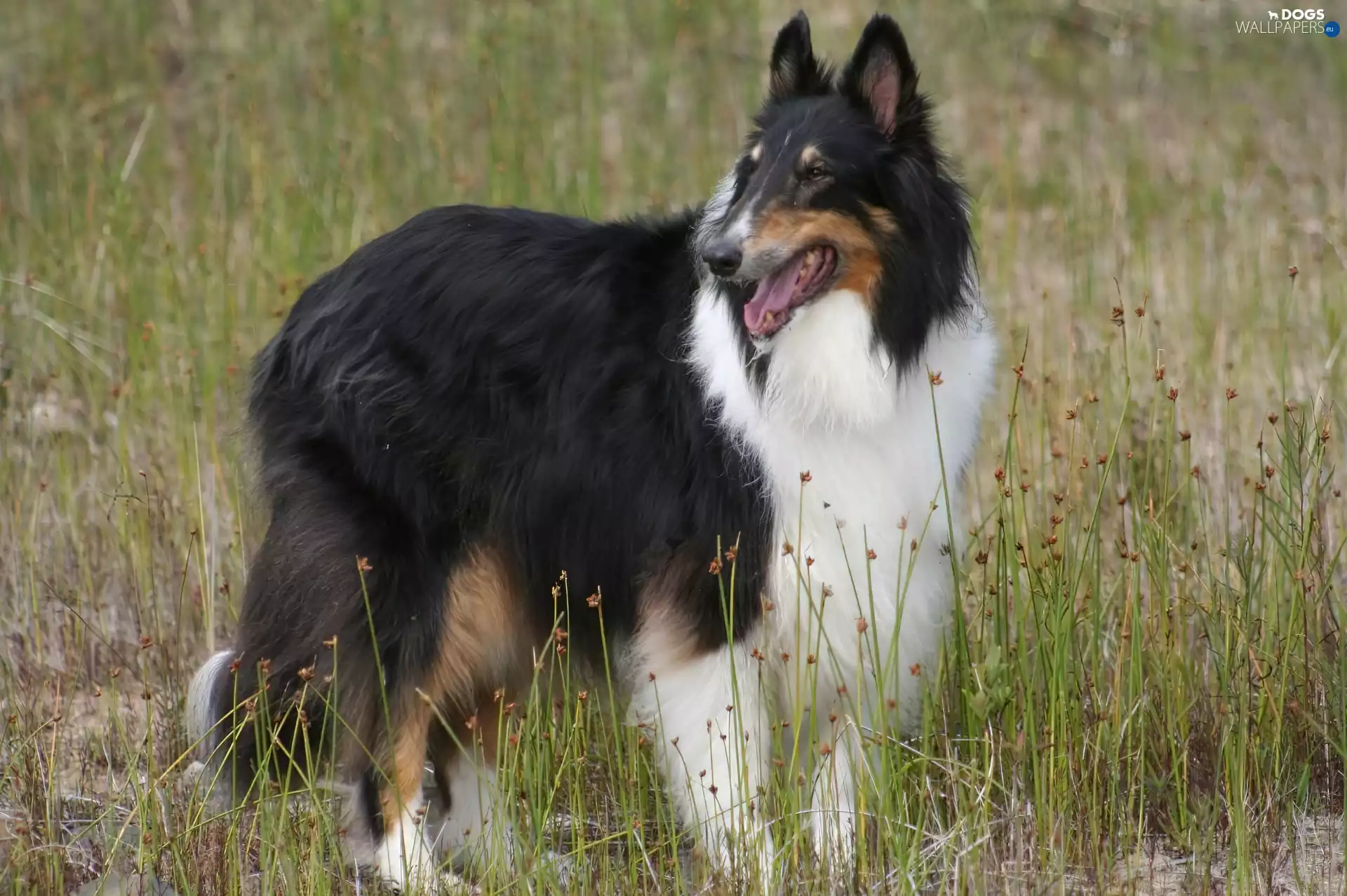 black and white, Collie