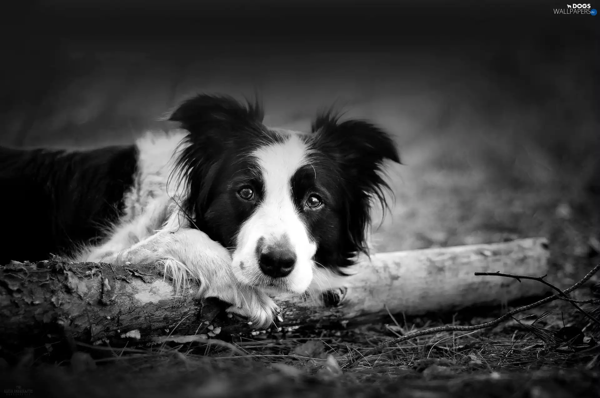 Border Collie, black, White, Wood