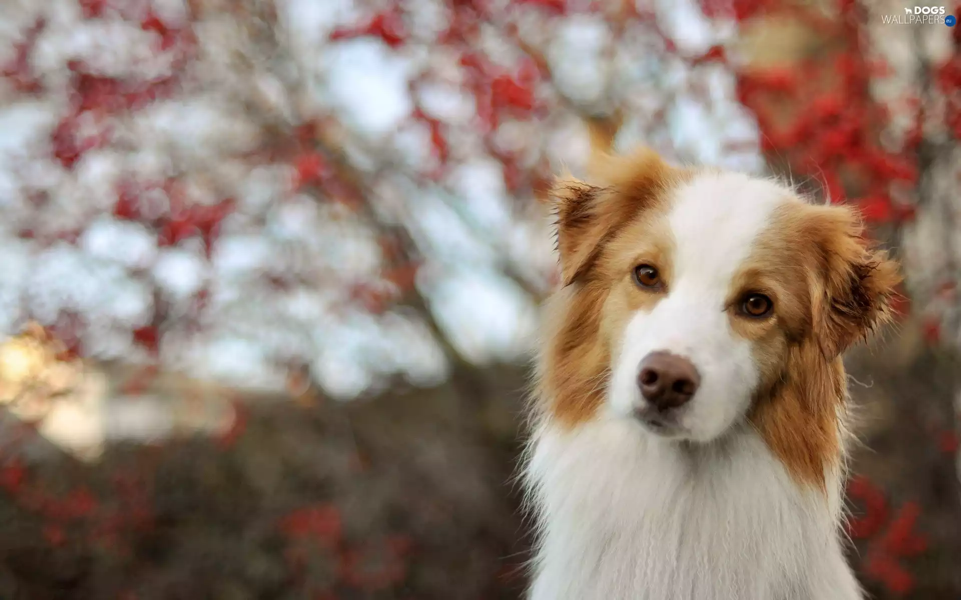Border, Red, Bokeh, Collie