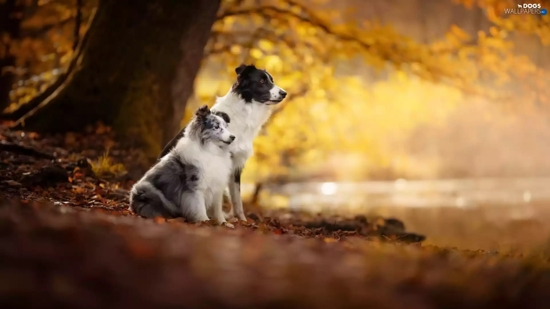Two cars, Border Collie, shetland Sheepdog, Dogs
