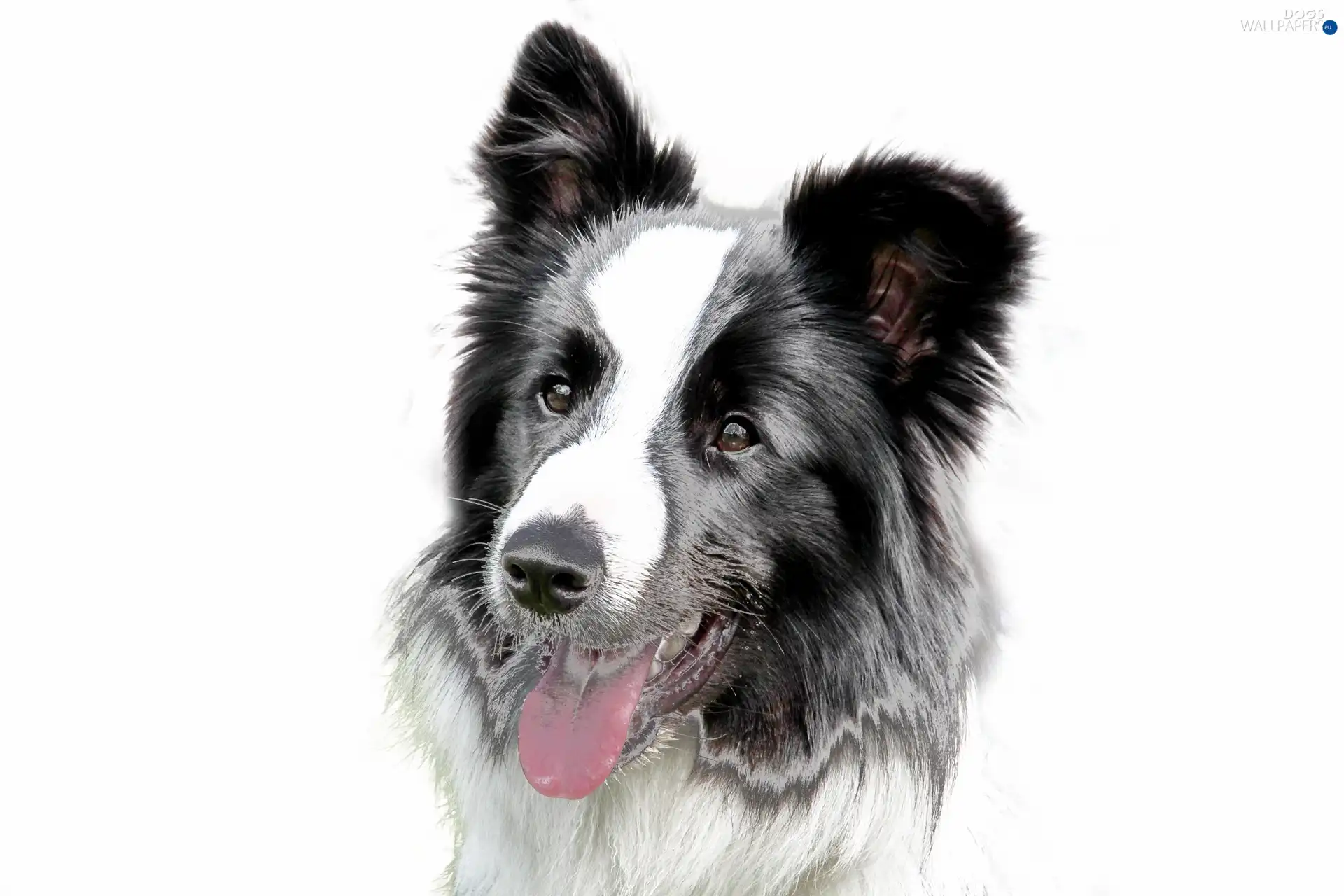 Border Collie, dog