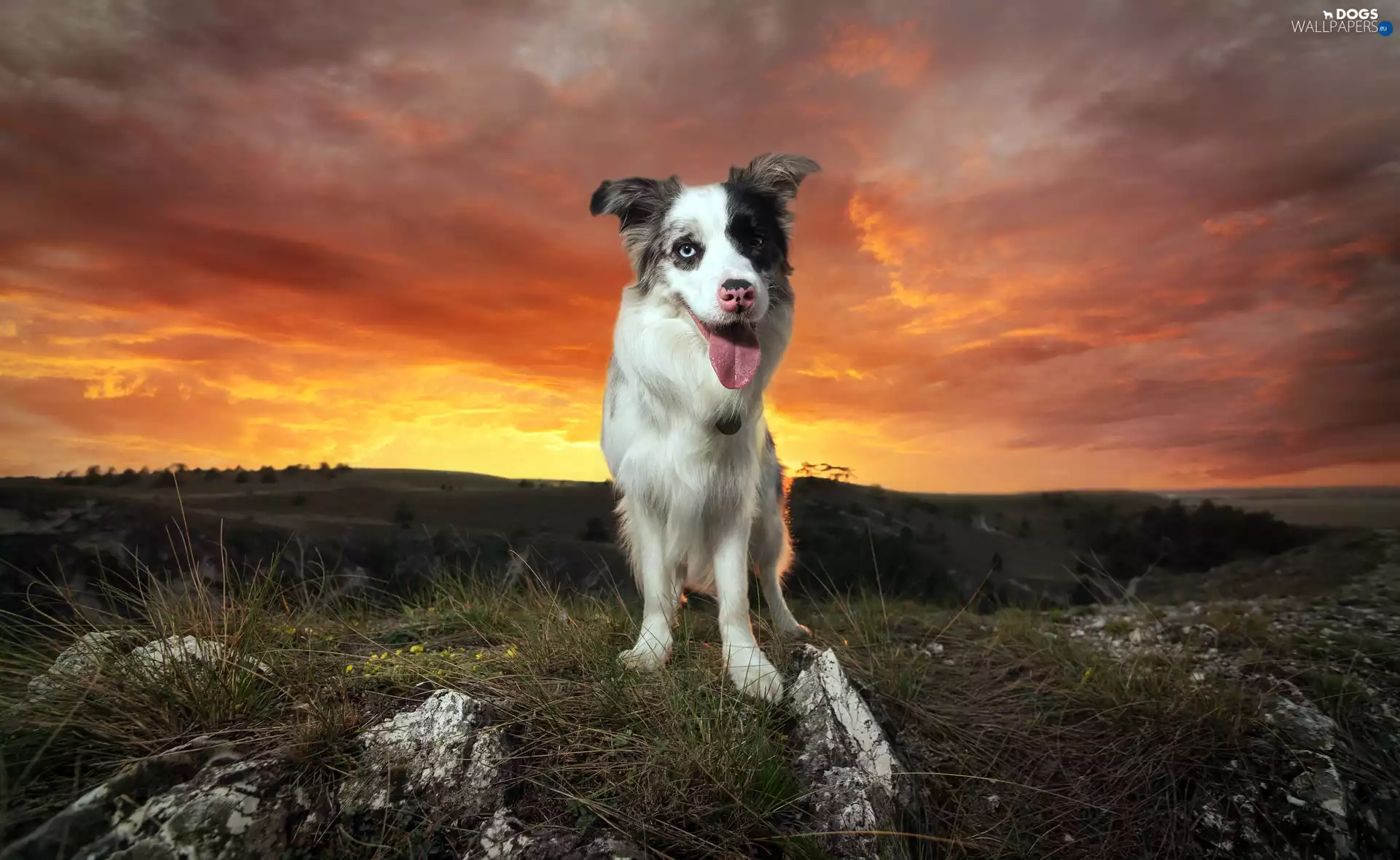 Hill, grass, Border Collie, Great Sunsets, dog
