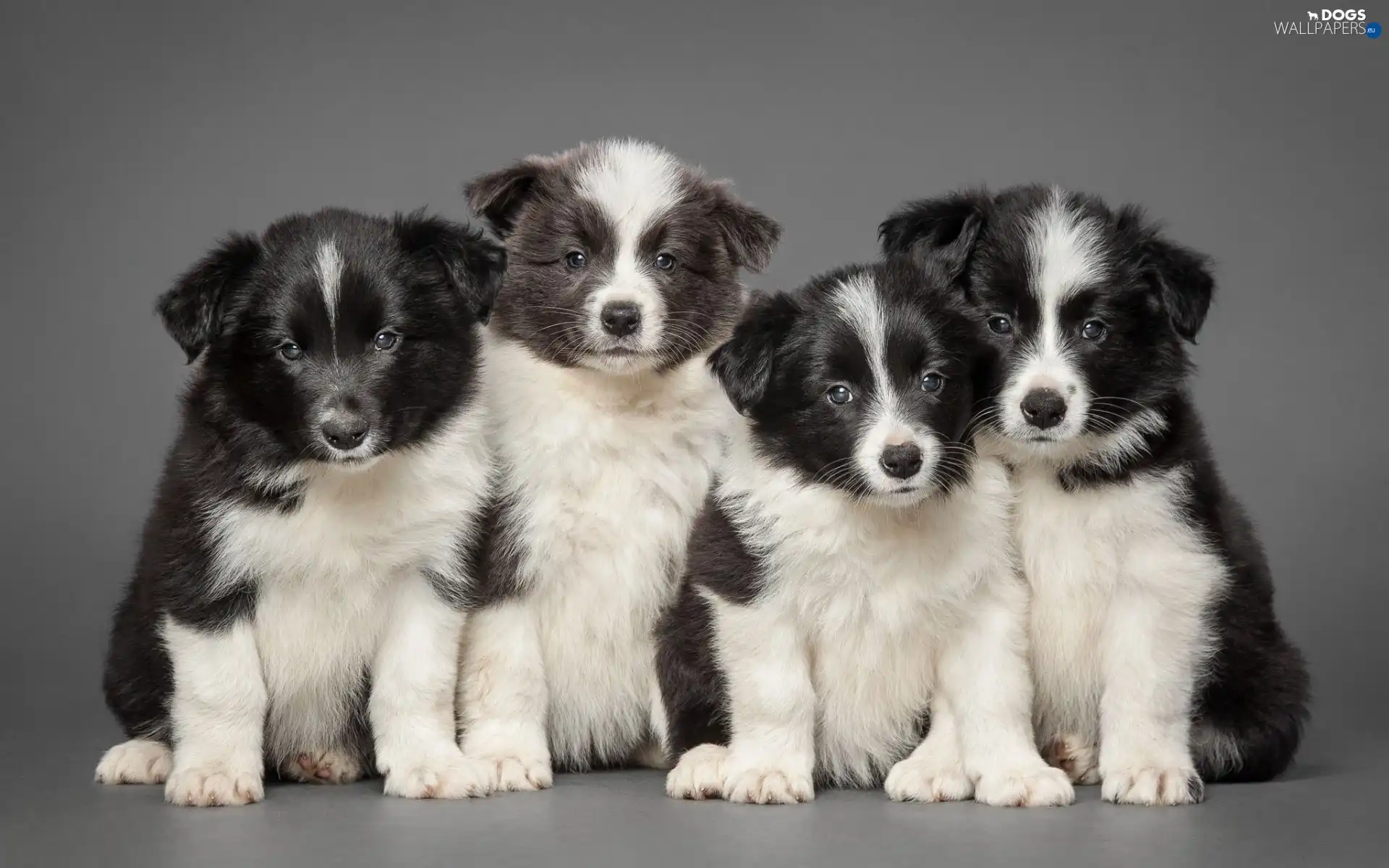Border Collie, Puppies