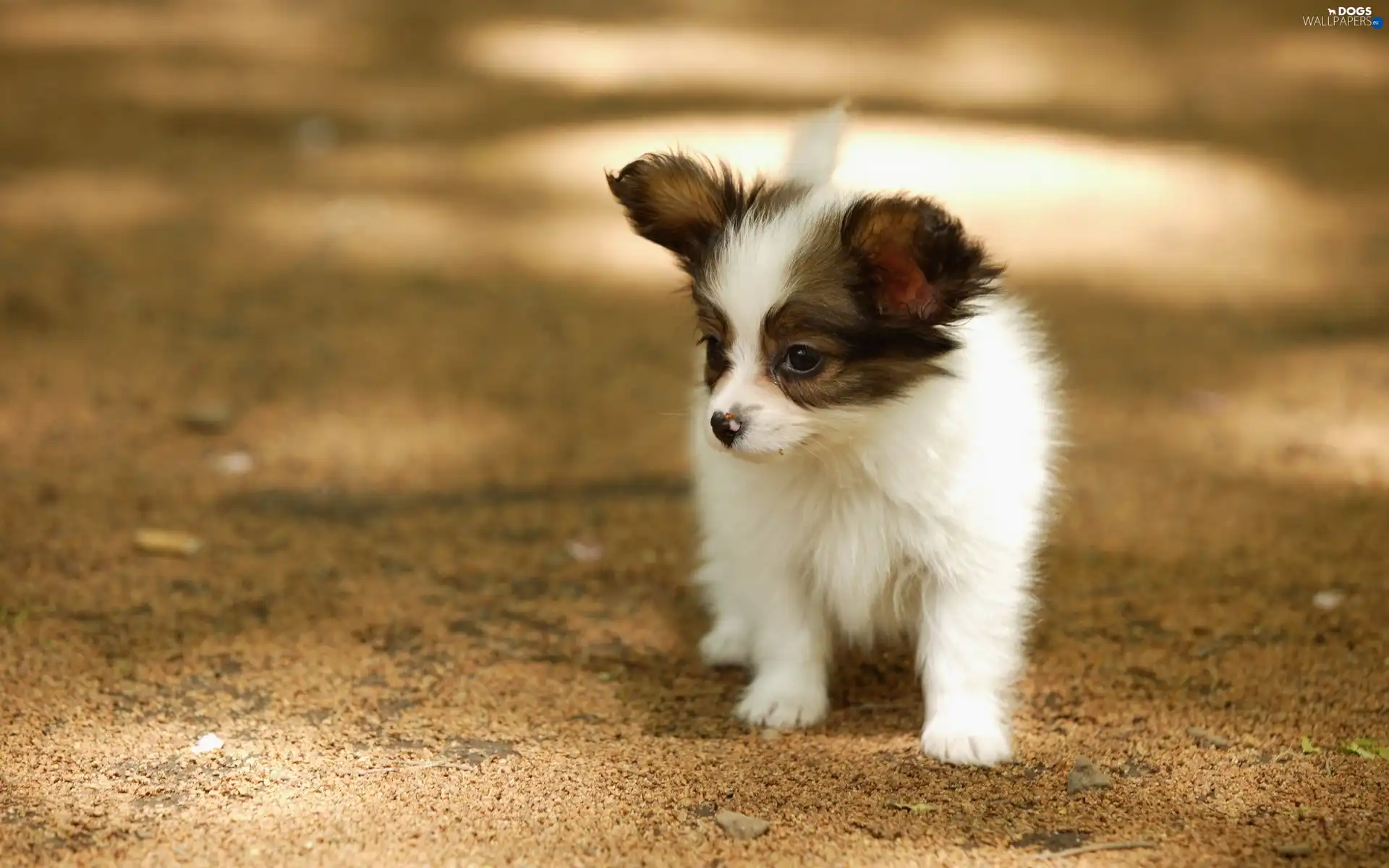 Border Collie, Puppy