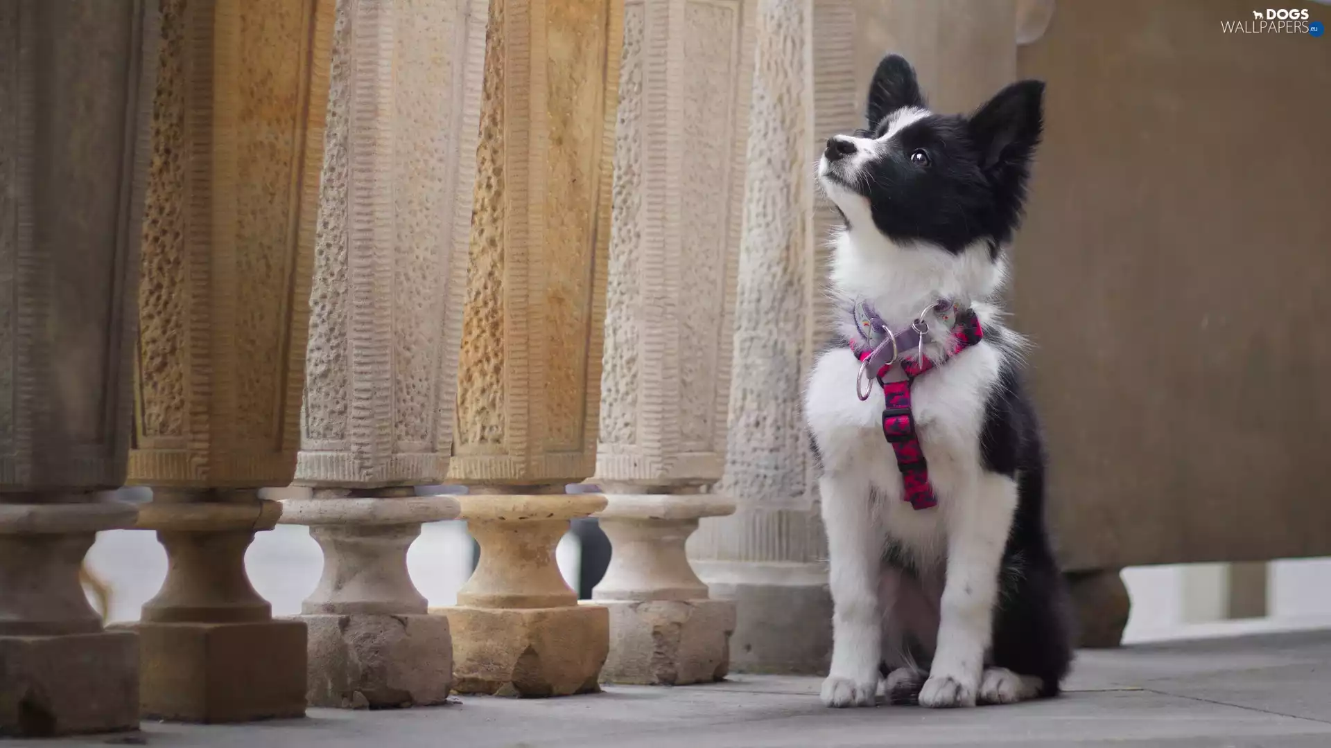 braces, Puppy, Border Collie