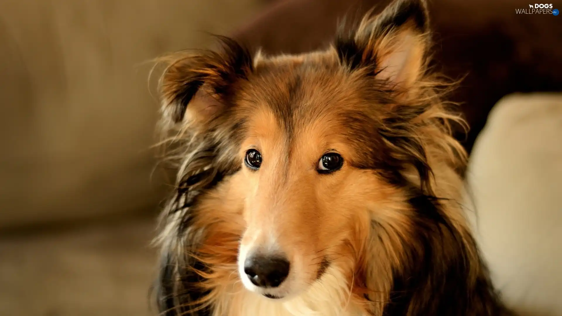 Collie, Collie rough