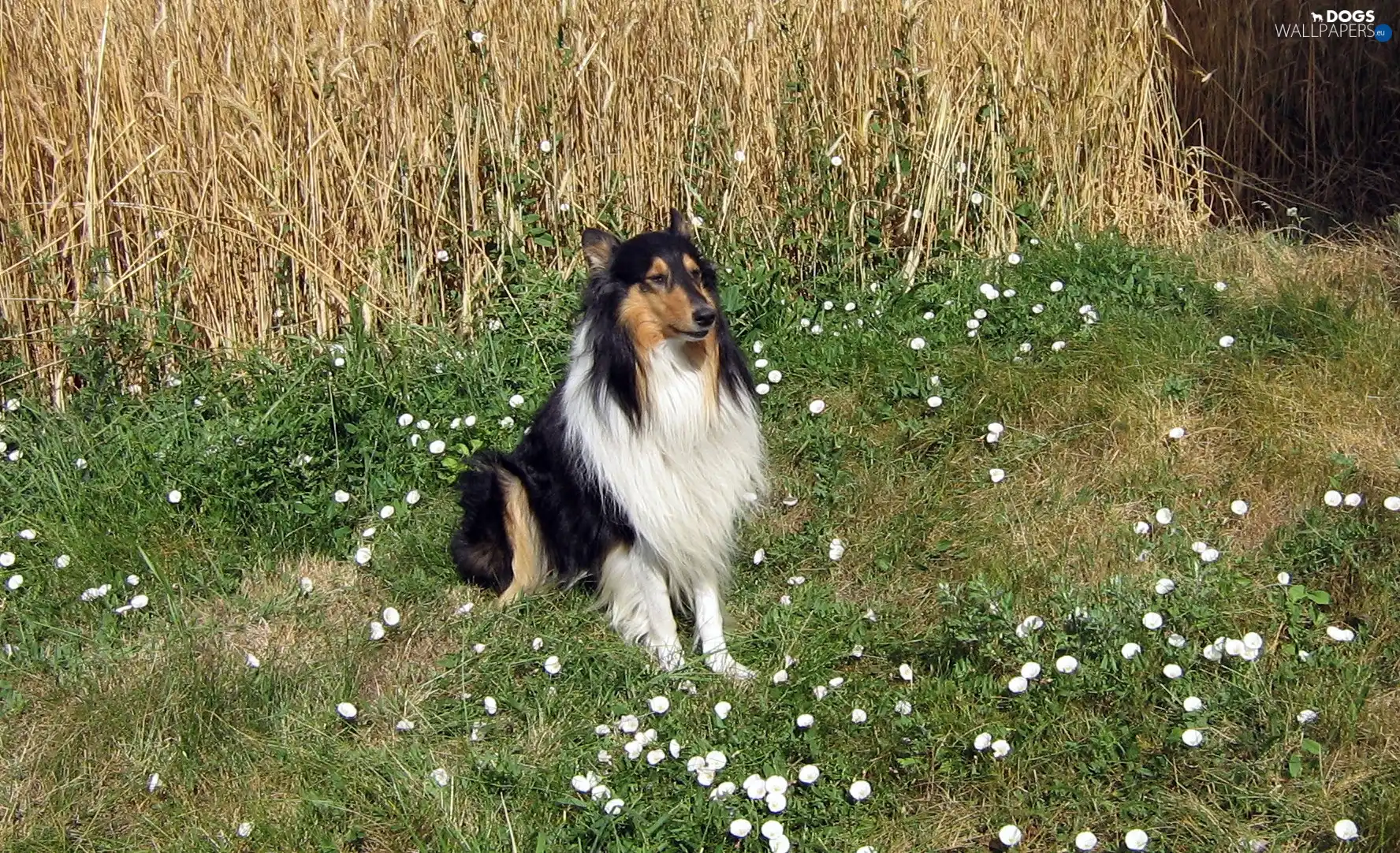 corn, Collie rough