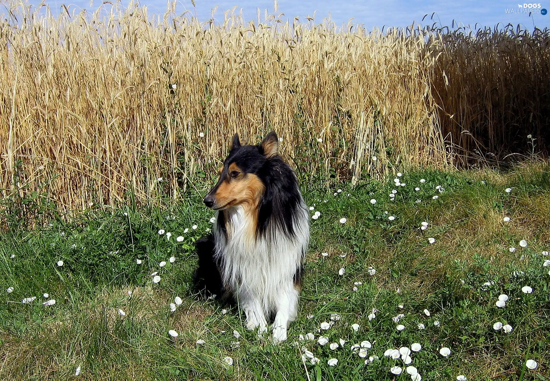 corn, Collie rough