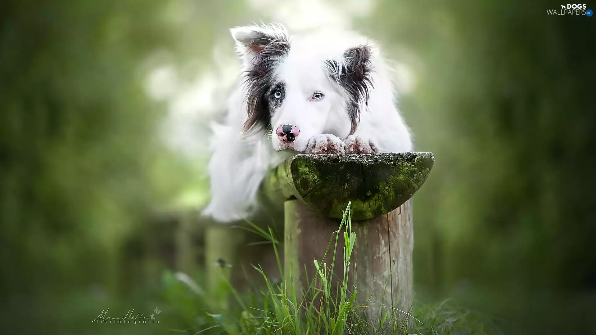 Bench, grass, Border Collie, muzzle, dog