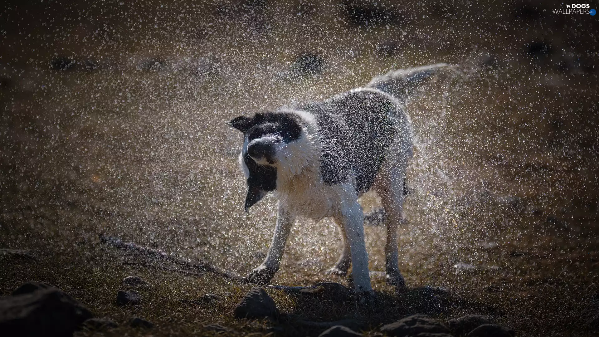 drops, water, Border Collie, spray, dog