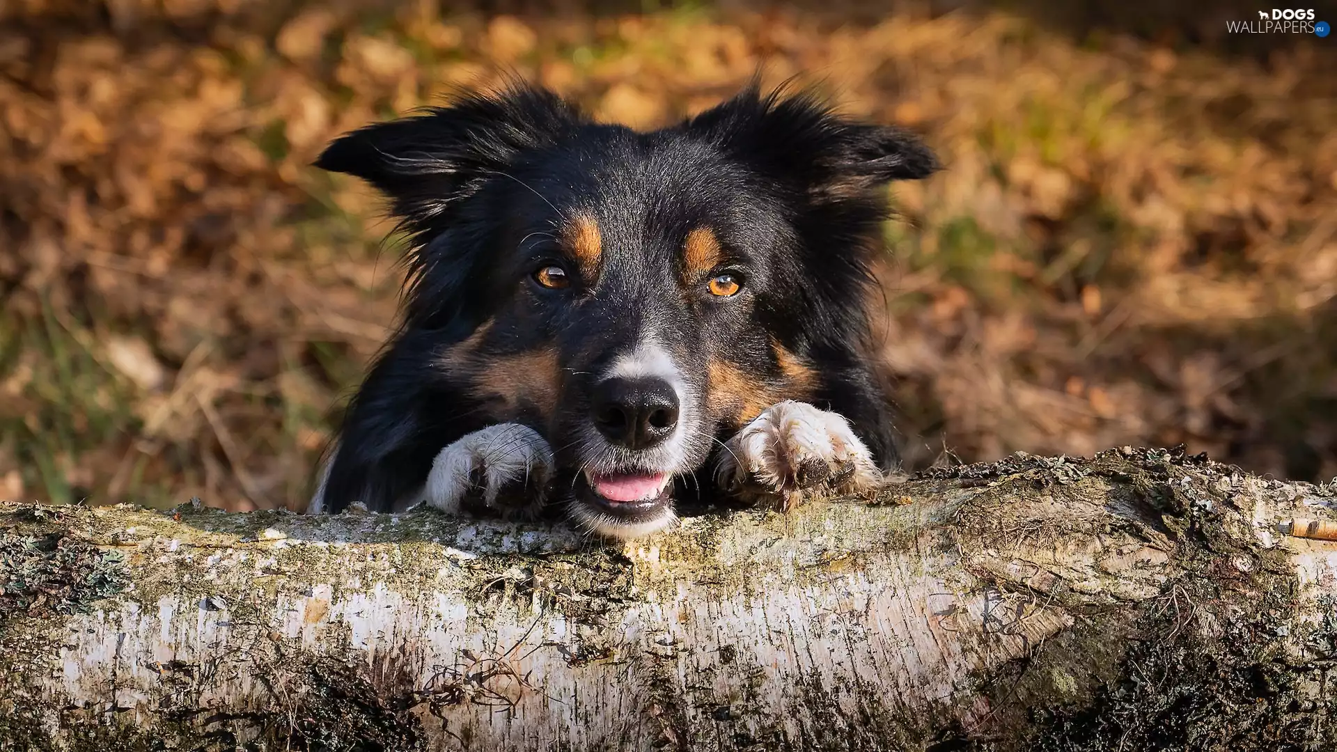 feet, trunk, Border Collie, muzzle, dog